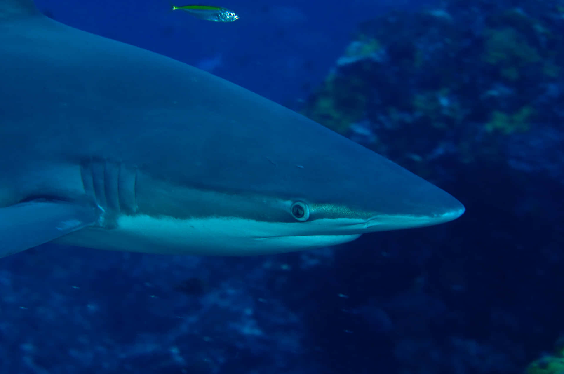 Copper Shark Close Up Underwater Wallpaper