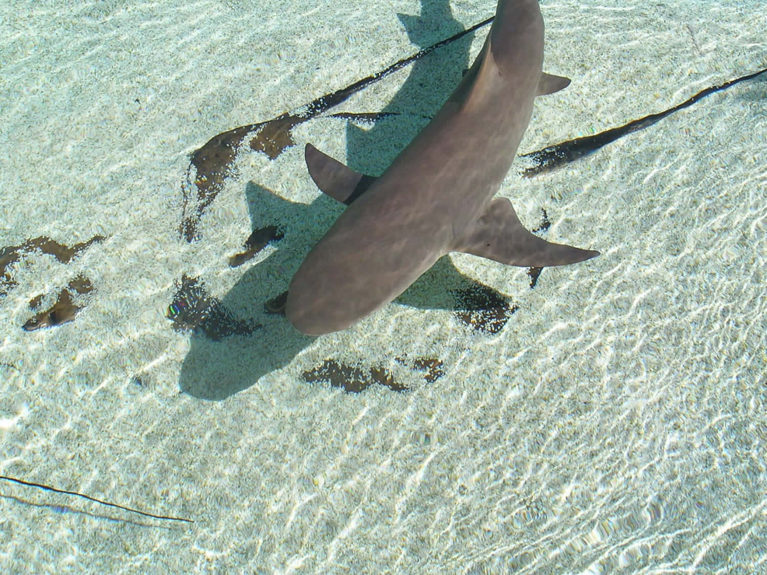 Copper Shark Crystal Clear Waters Wallpaper