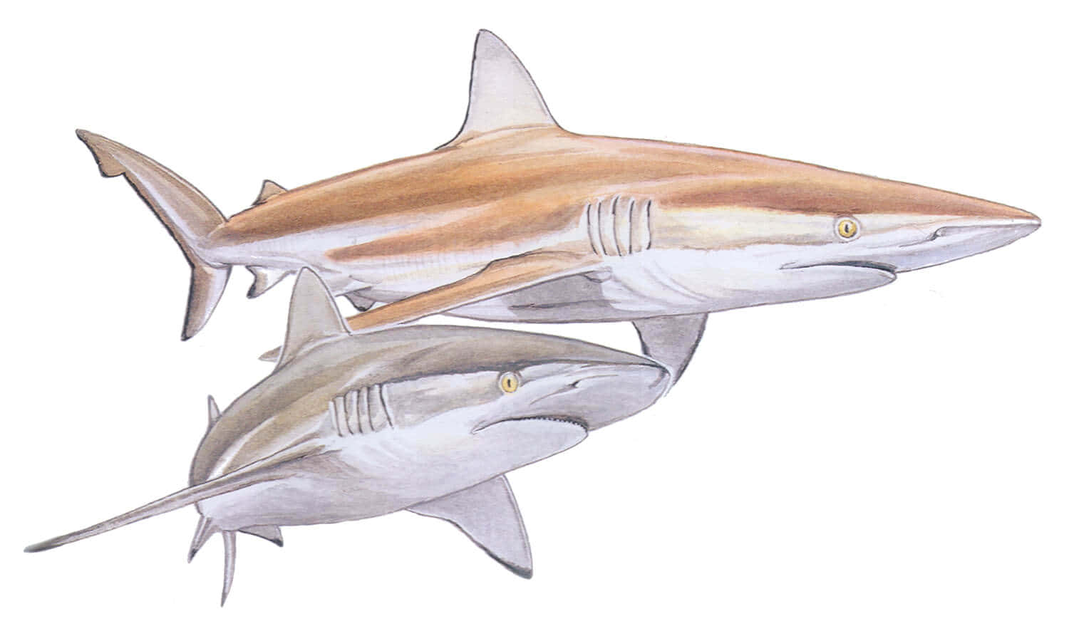 Copper Shark Illustration Wallpaper
