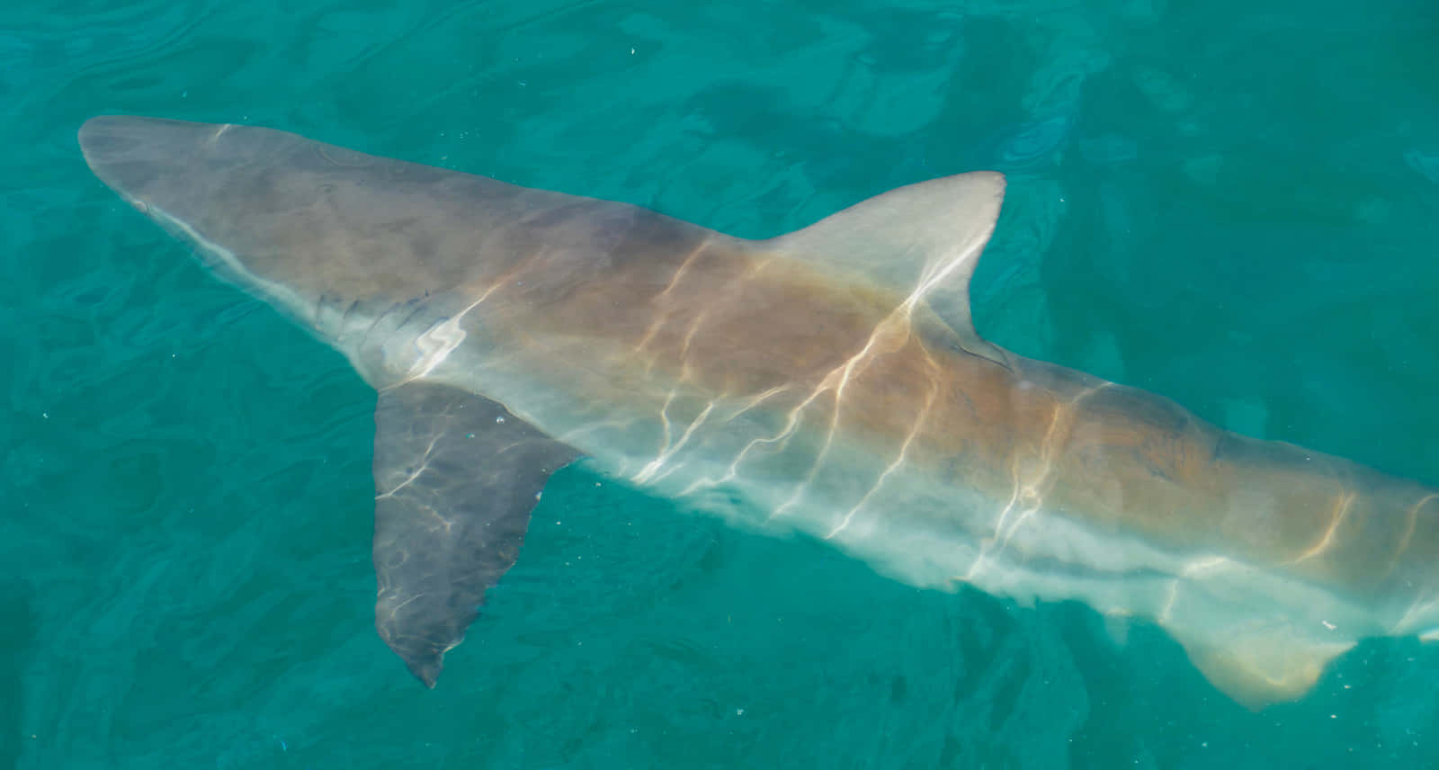 Copper Shark Swimming Crystal Clear Water Wallpaper