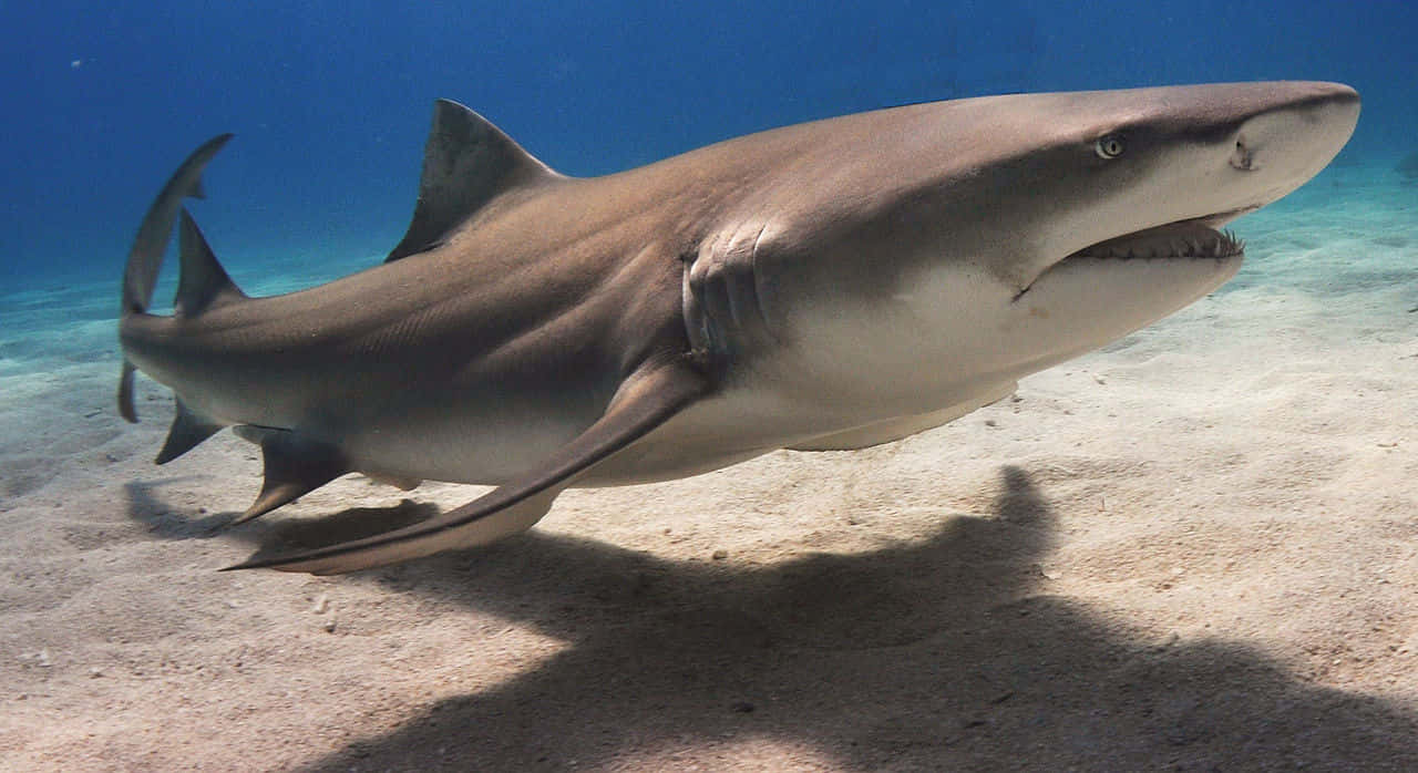 Copper Shark Swimming Over Sandy Seabed.jpg Wallpaper