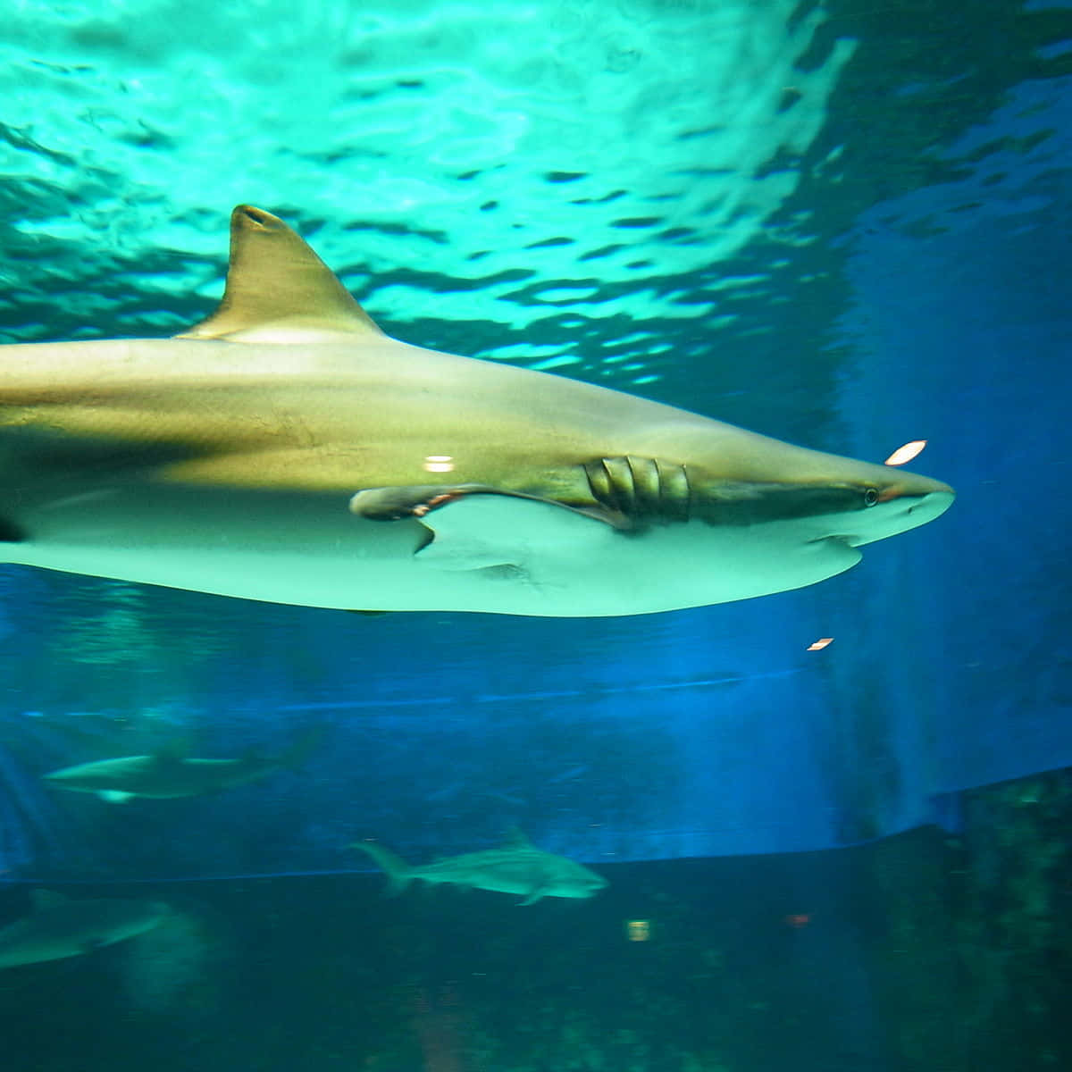Copper Shark Underwater Swim Wallpaper