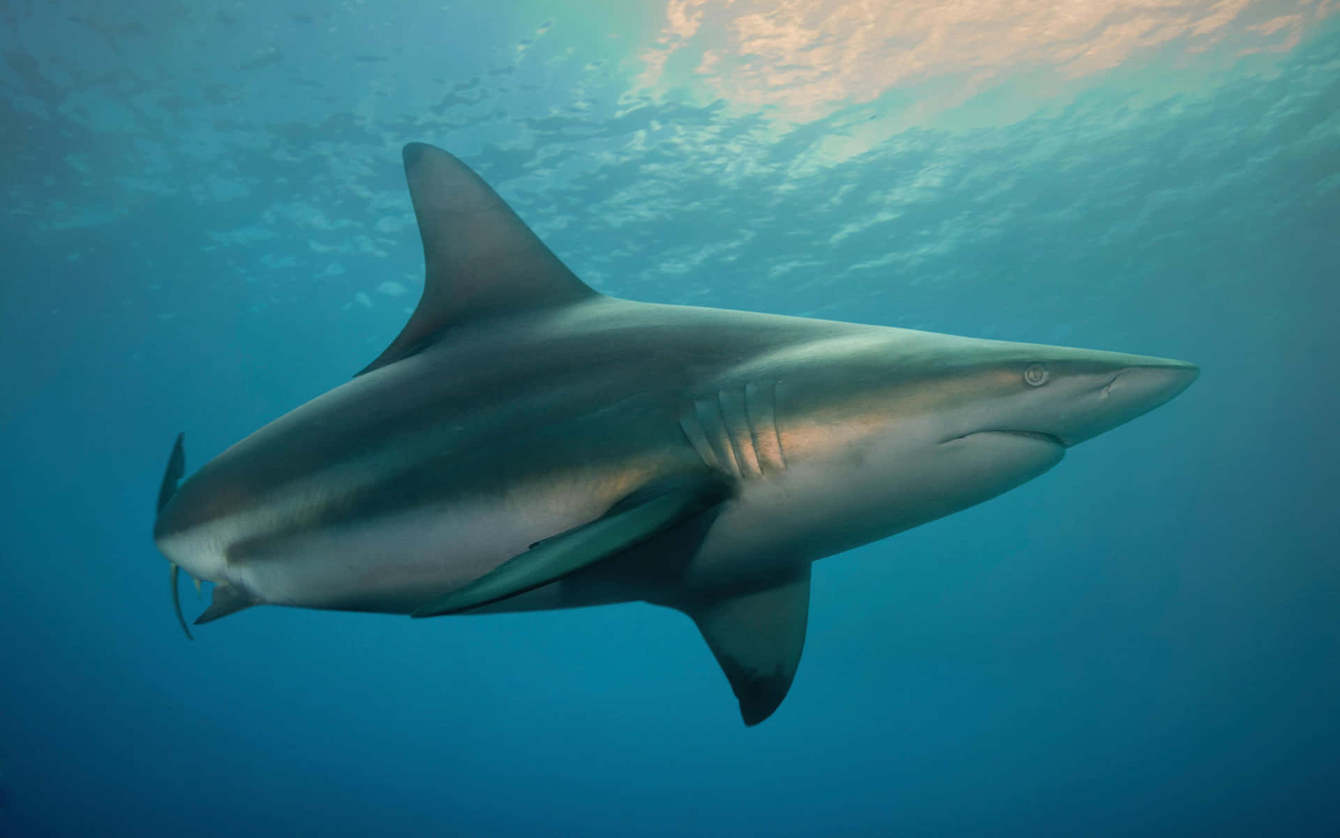 Copper Shark Underwater Swim Wallpaper