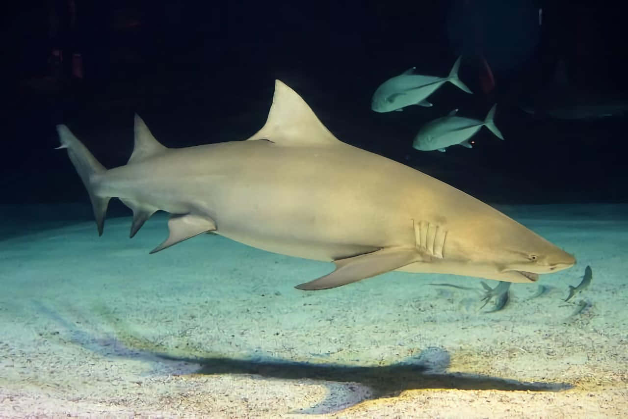 Copper Shark Underwater Swimming Wallpaper