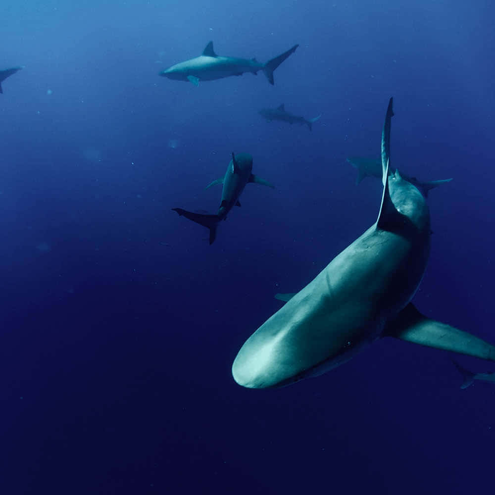 Copper Sharks Deep Blue Sea Wallpaper