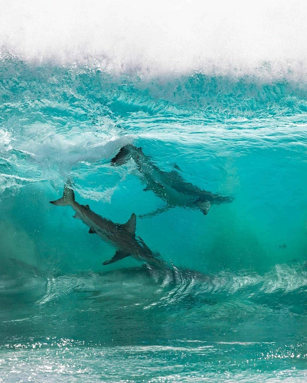 Copper Sharks Surfing Wave Wallpaper