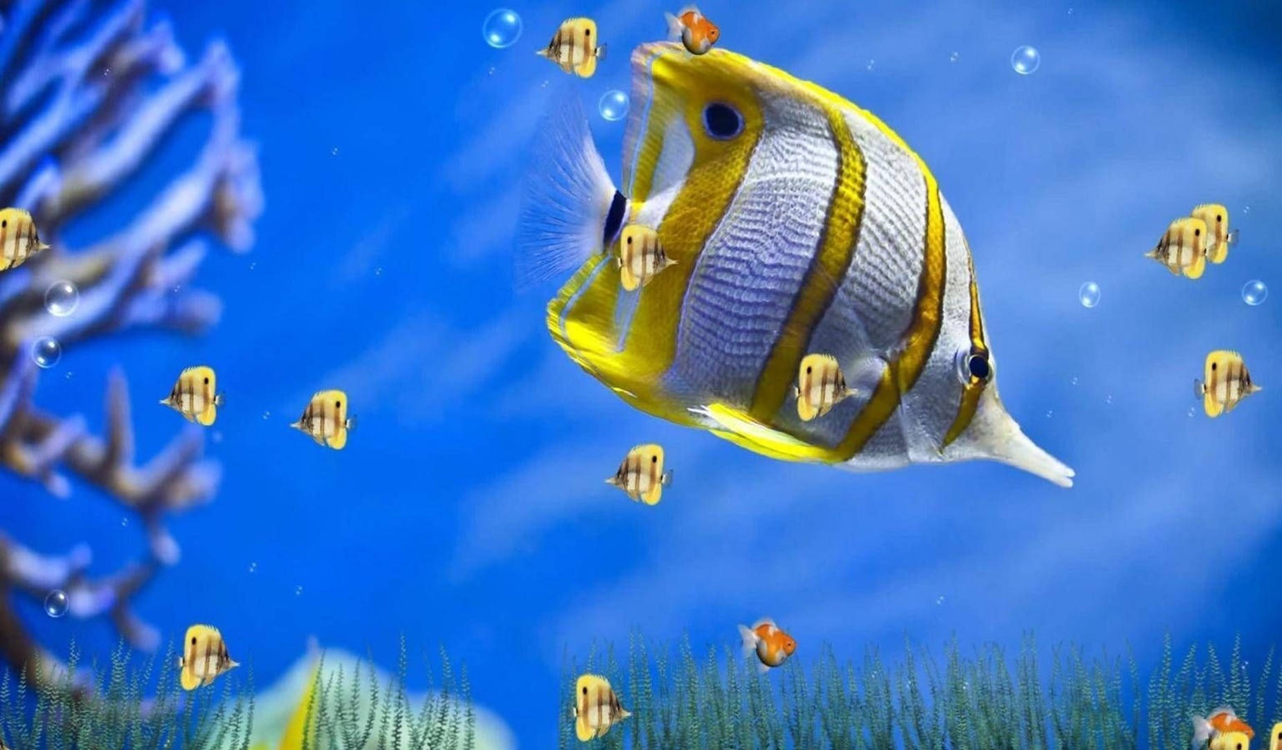 Copperband Butterfly Fish 3d Animation Wallpaper