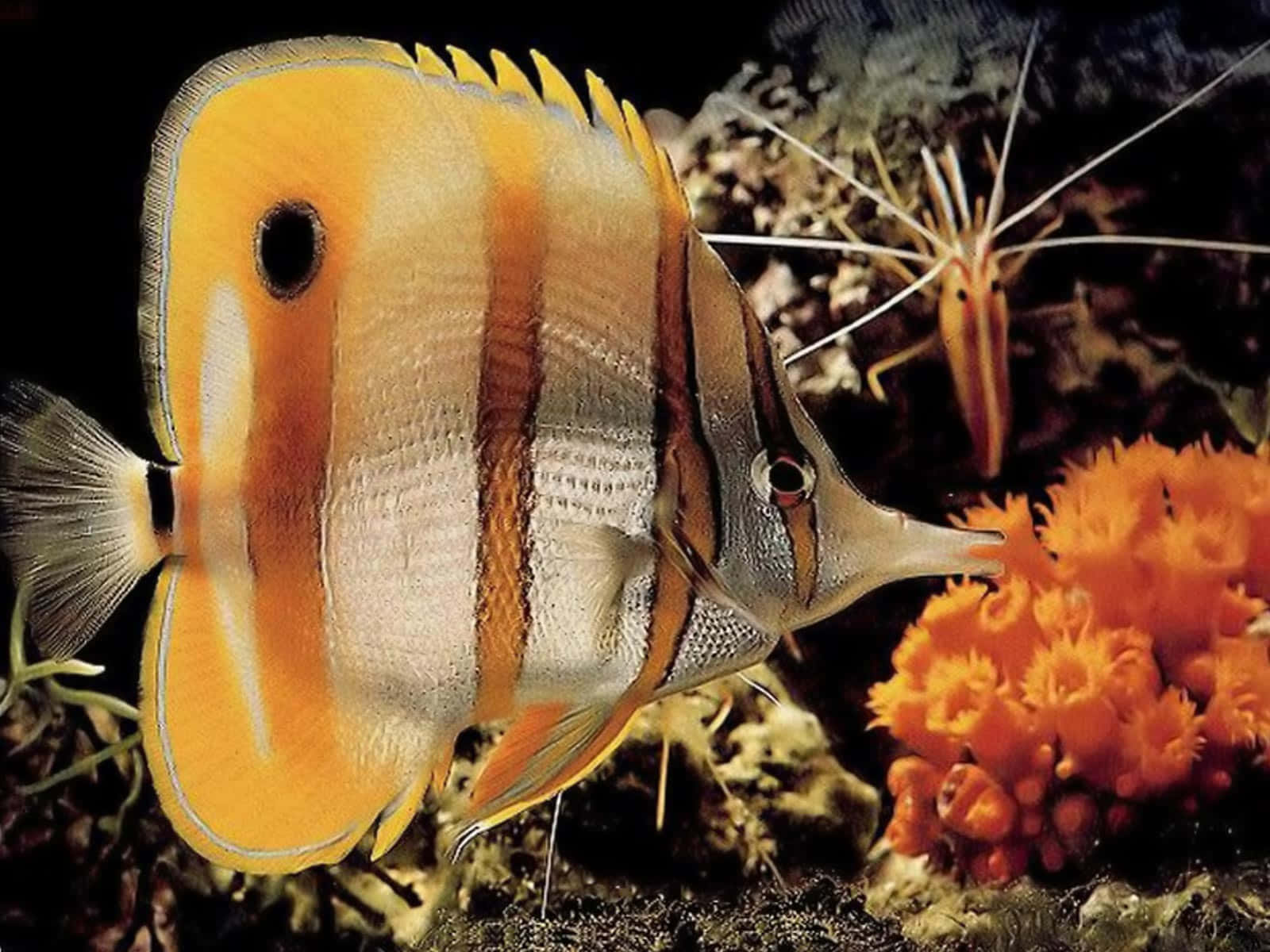 Copperband Butterflyfishin Coral Reef.jpg Wallpaper