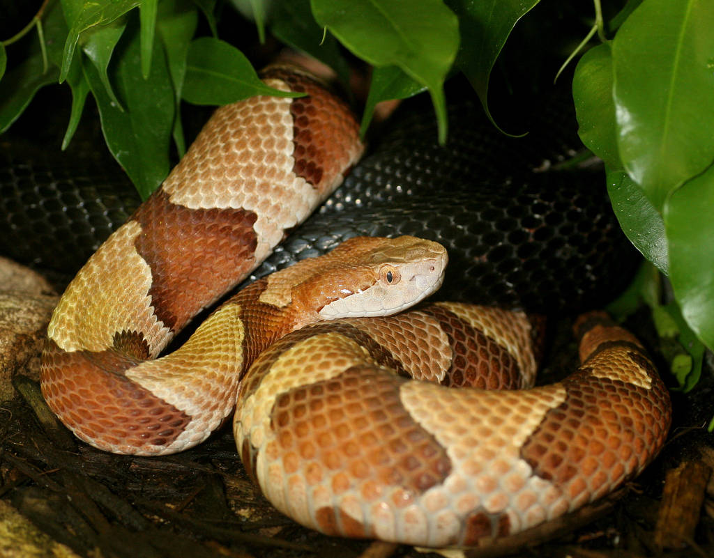 Copperhead Coiled On A Tree Wallpaper