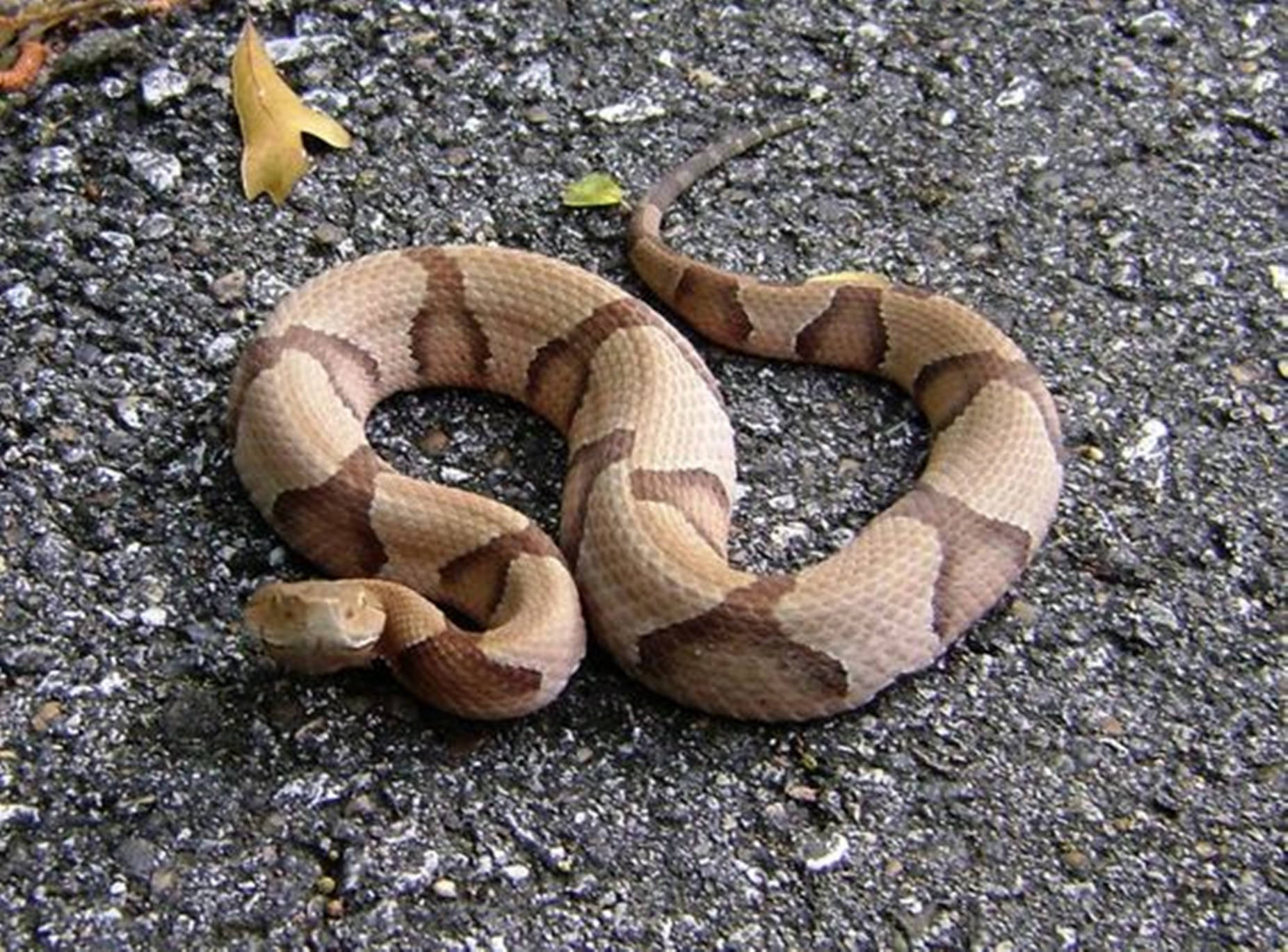 Copperhead In A Striking Coil Posture Background