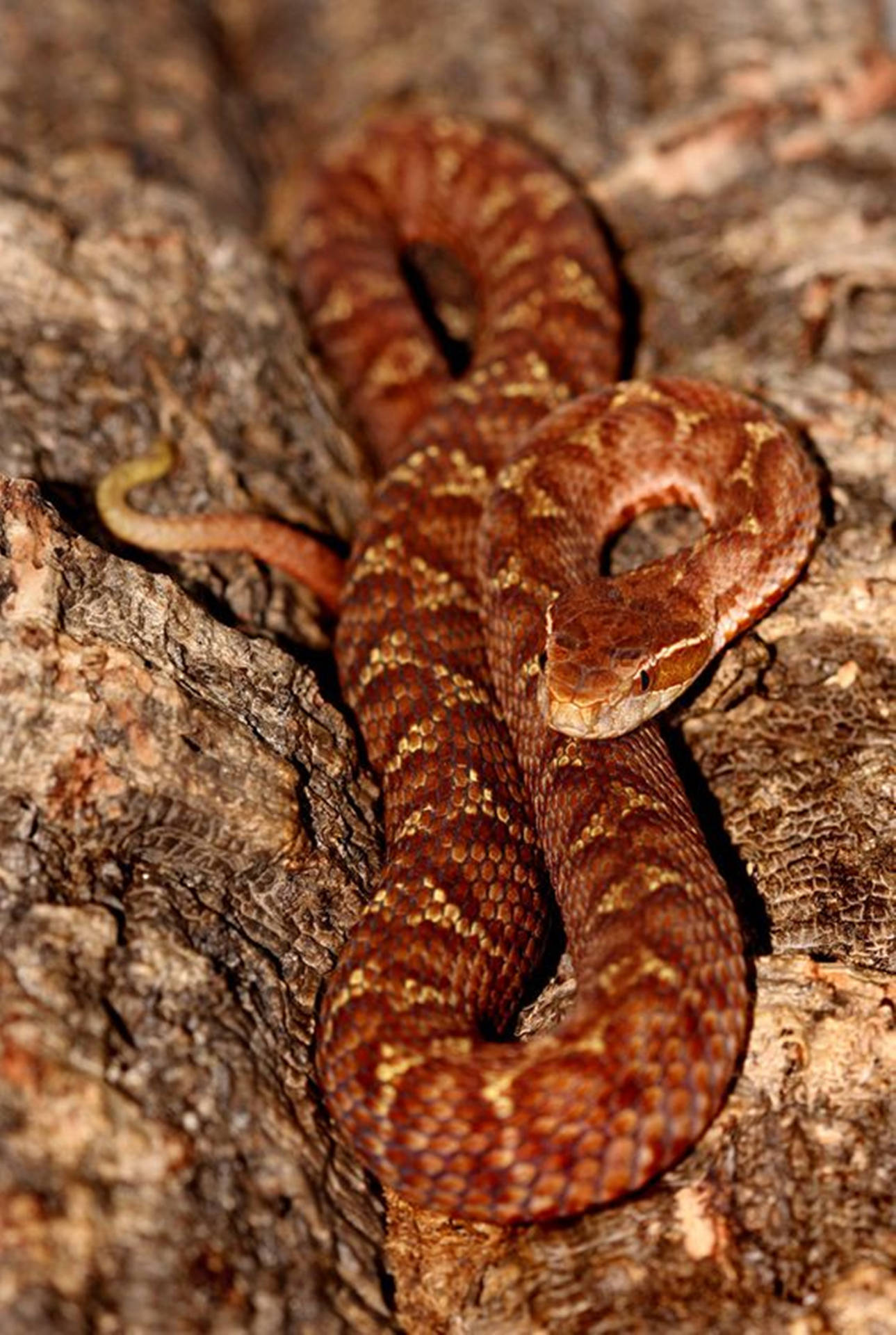 Copperhead Slithering On A Tree Background