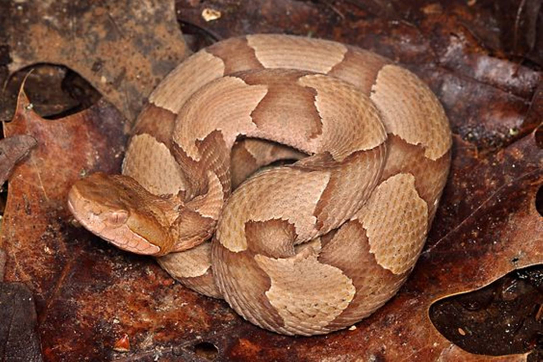 Copperhead Snake Coiled On A Leaf Wallpaper