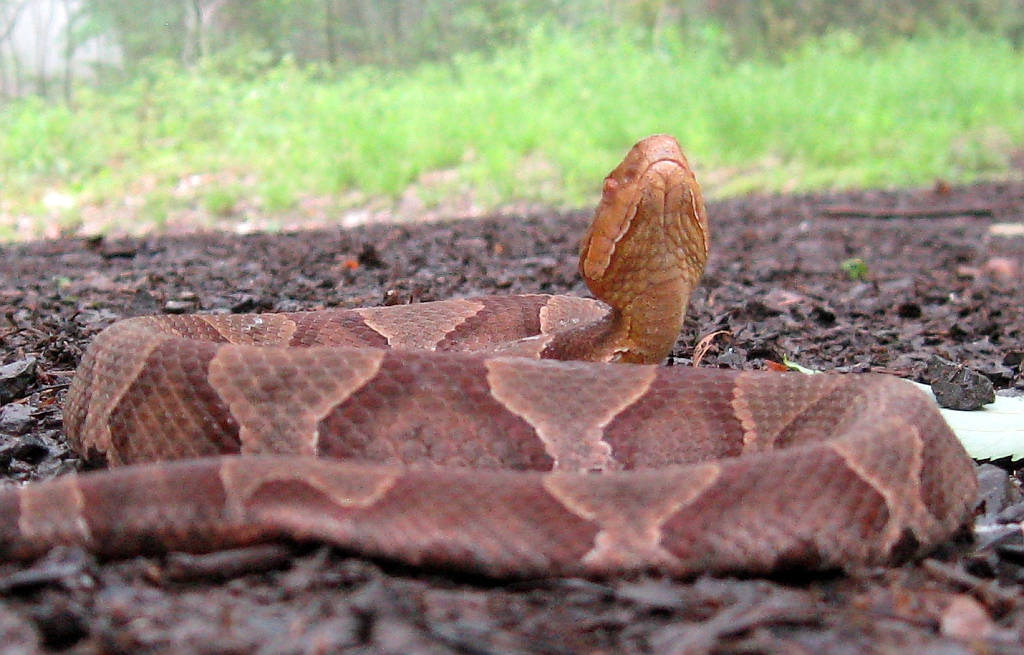 Serpientecabeza De Cobre En El Suelo. Fondo de pantalla