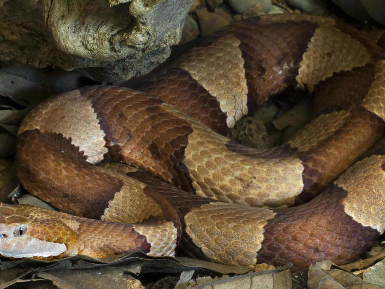 An intimidating copperhead snake ready to strike