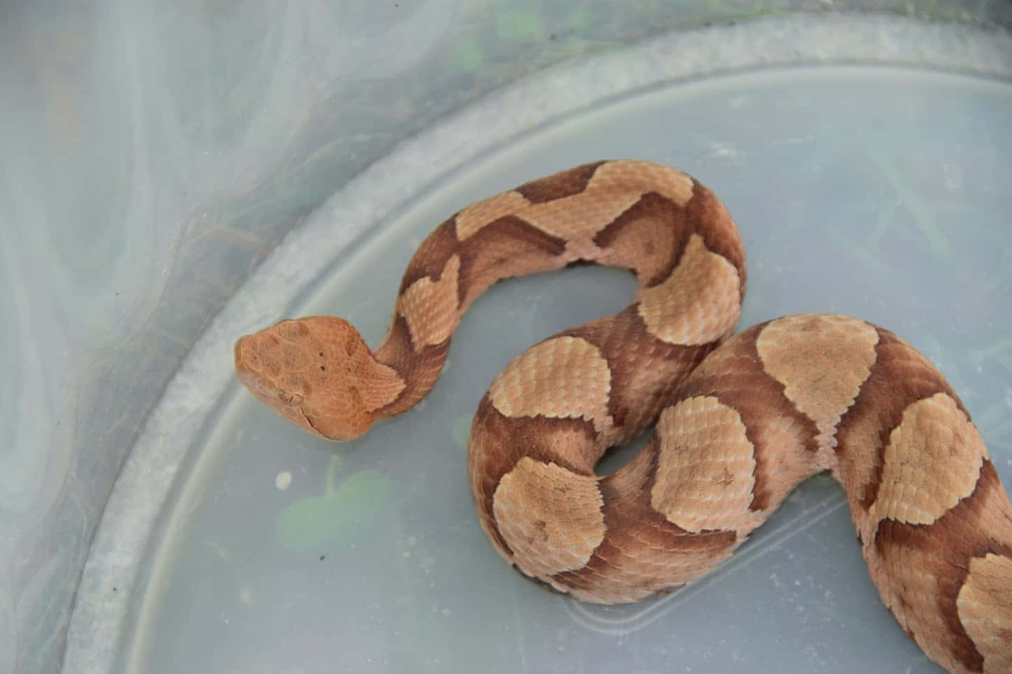 A close-up of a Copperhead Snake