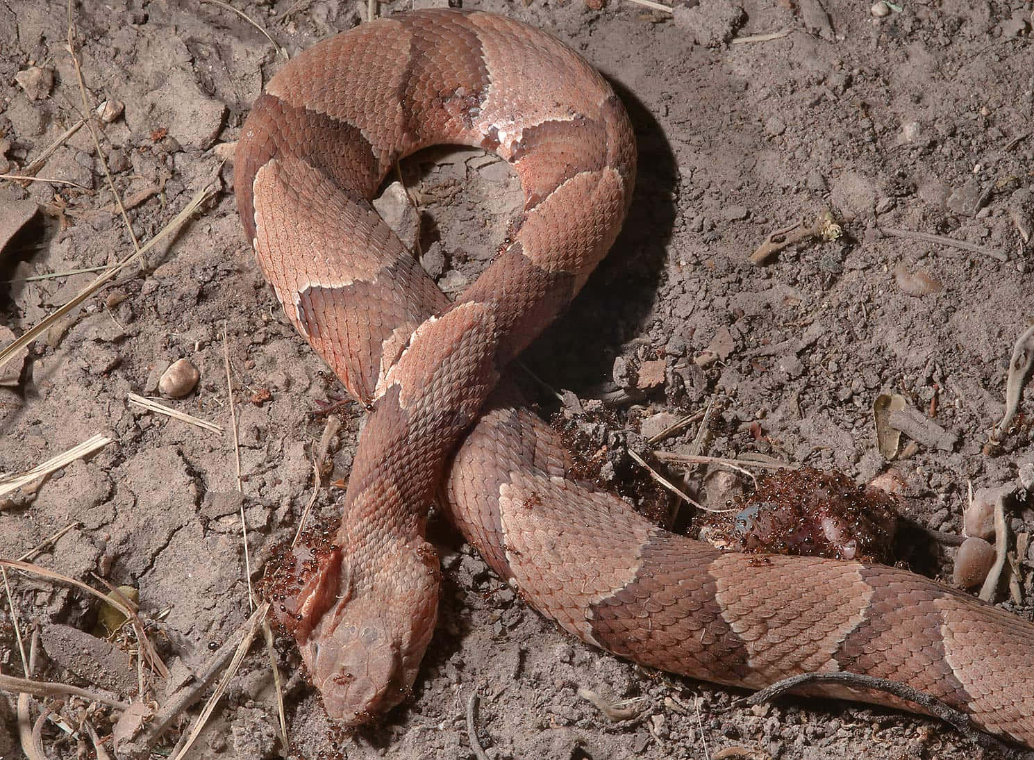 "Copperhead Snake - A Daring Predator Despite Its Colorful Appearance"