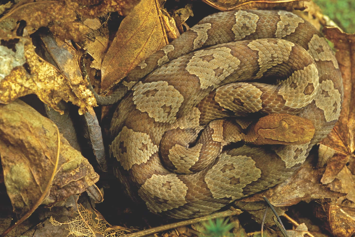Copperhead Snake among Rocks and Leaves