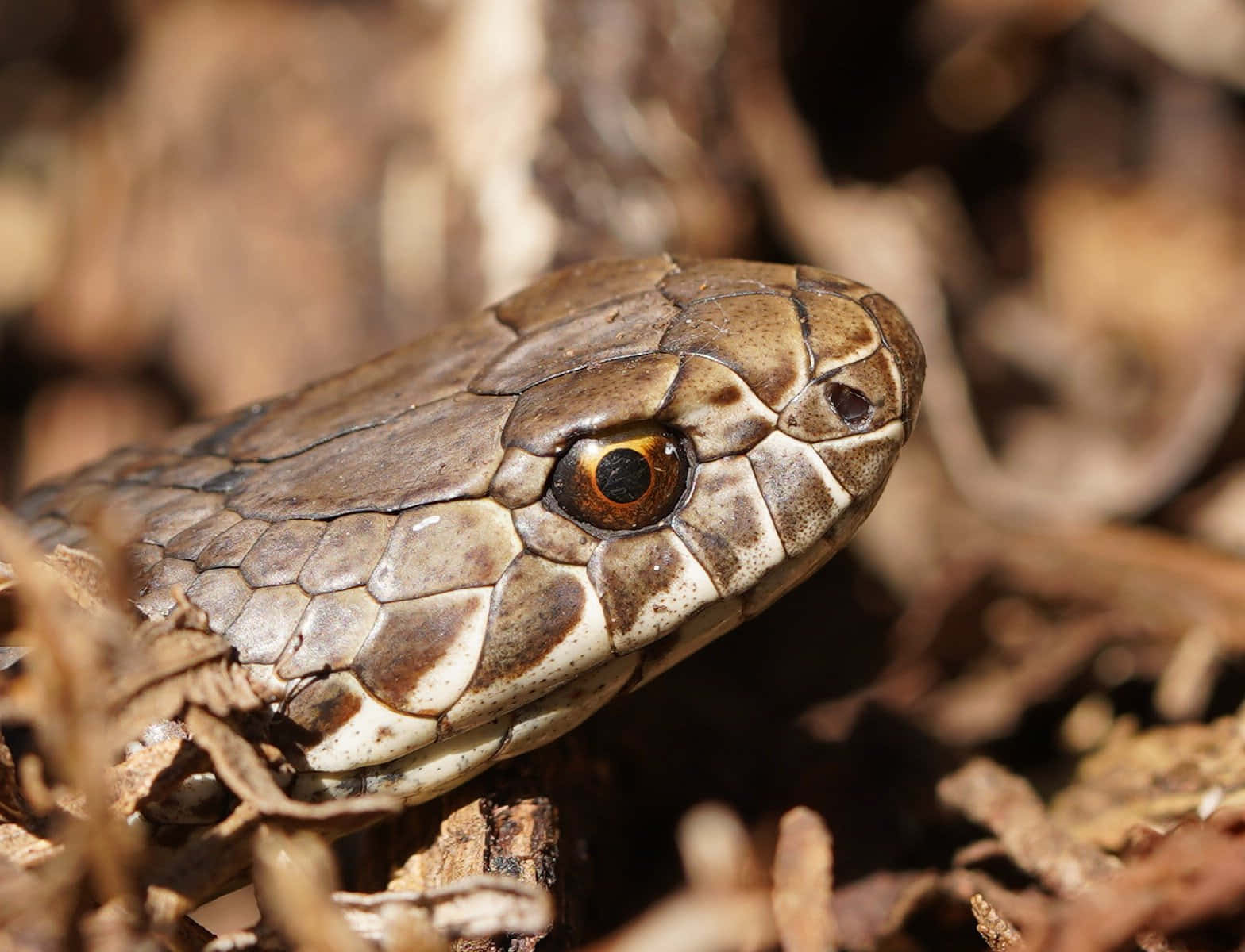 Up Close with a Copperhead Snake