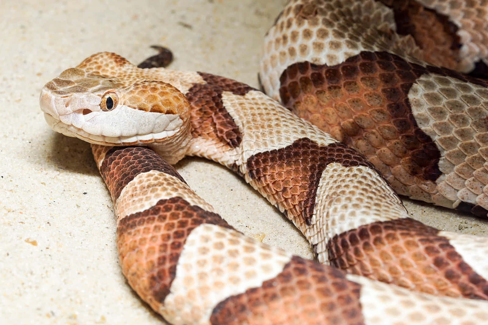 Up Close and Personal With a Copperhead Snake