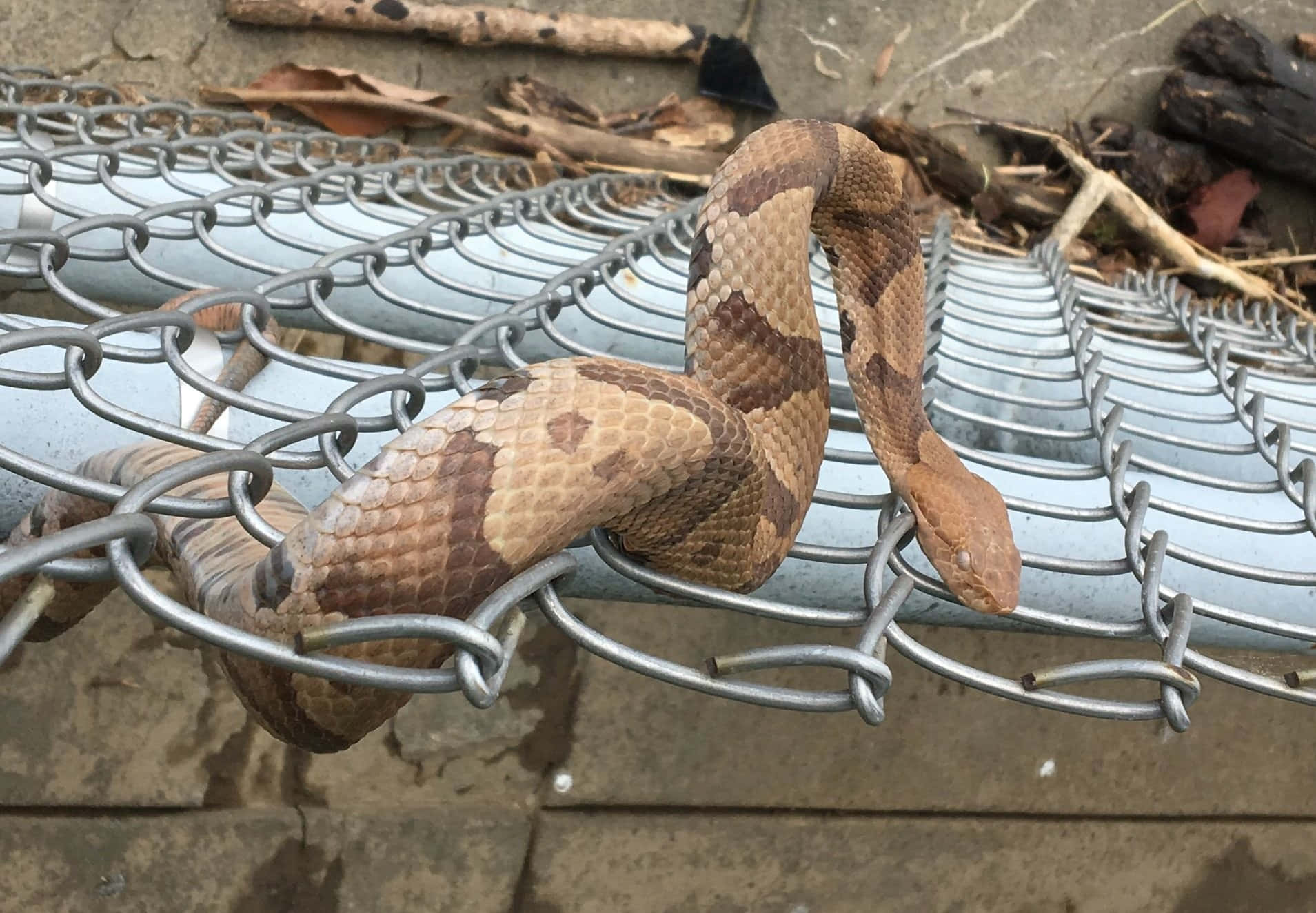 A Copperhead Snake in its Natural Habitat