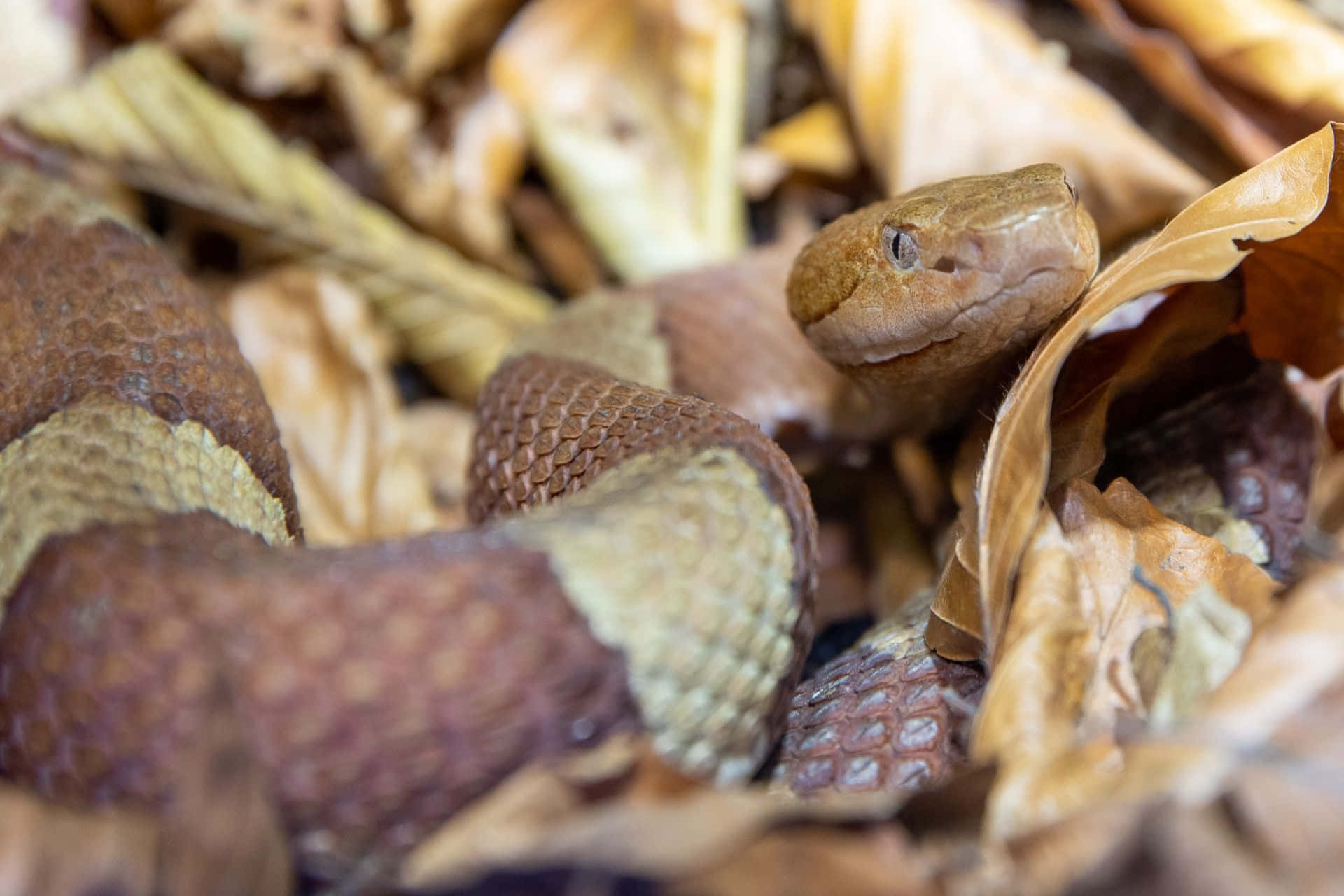Copperhead Snake Standing Alert