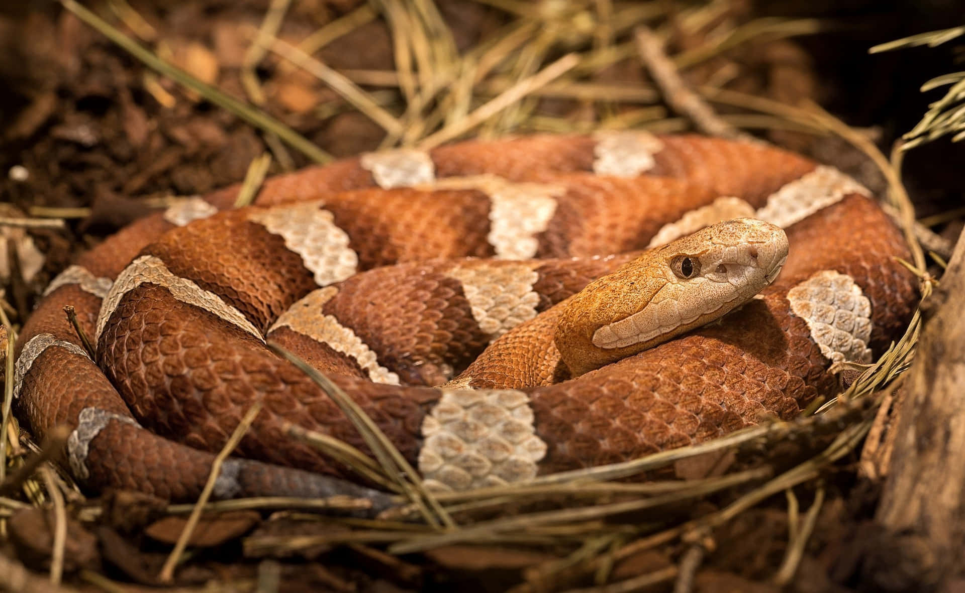 Close-up photo of a copperhead snake