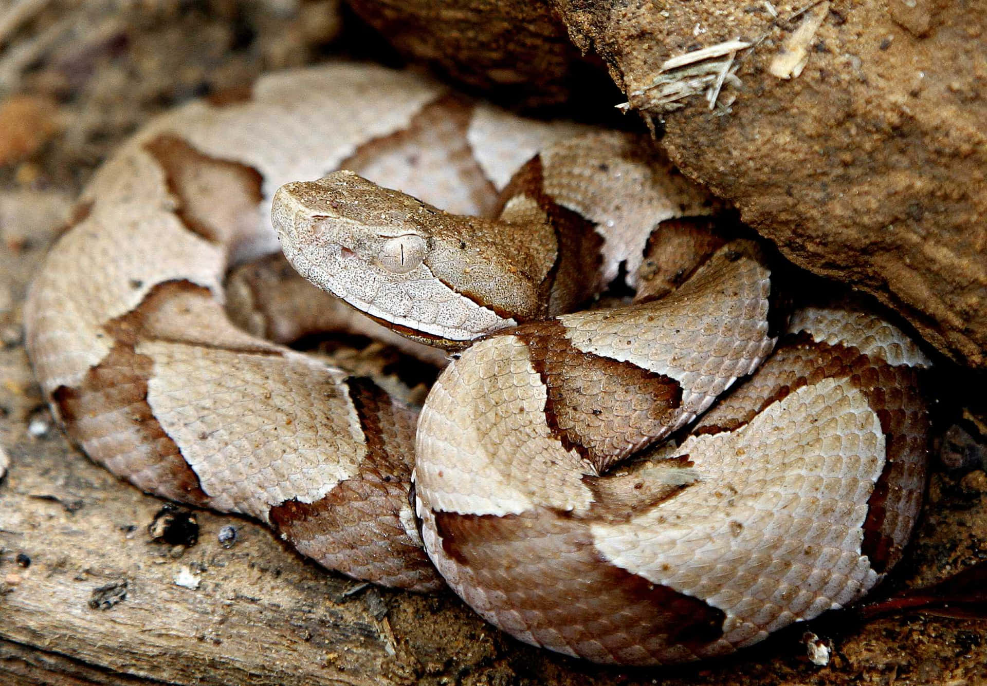 Copperhead snake sitting on forest floor.