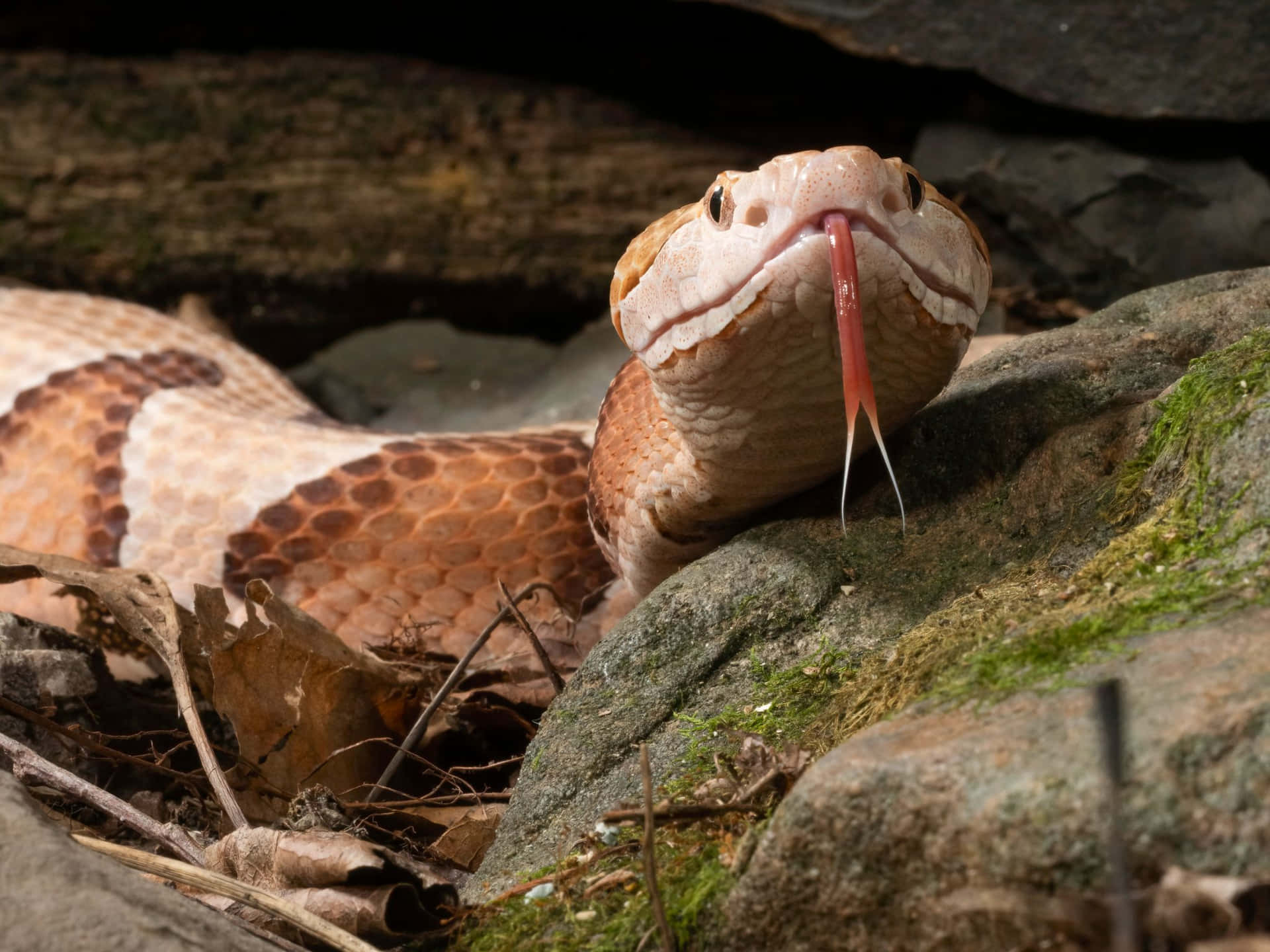 A Snake Is Sitting On A Rock With Its Tongue Out