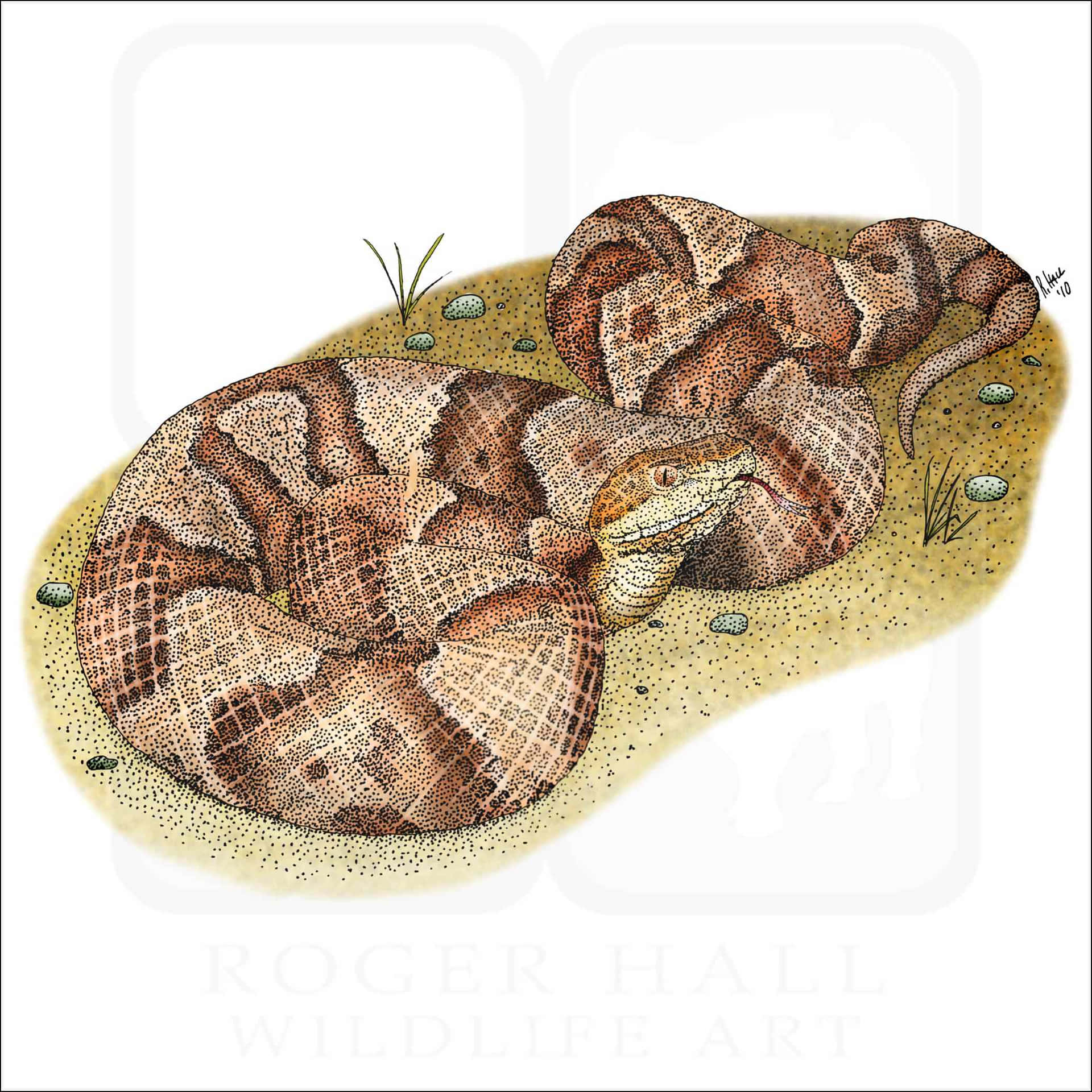 A Copperhead Snake Slithering Among Rocks