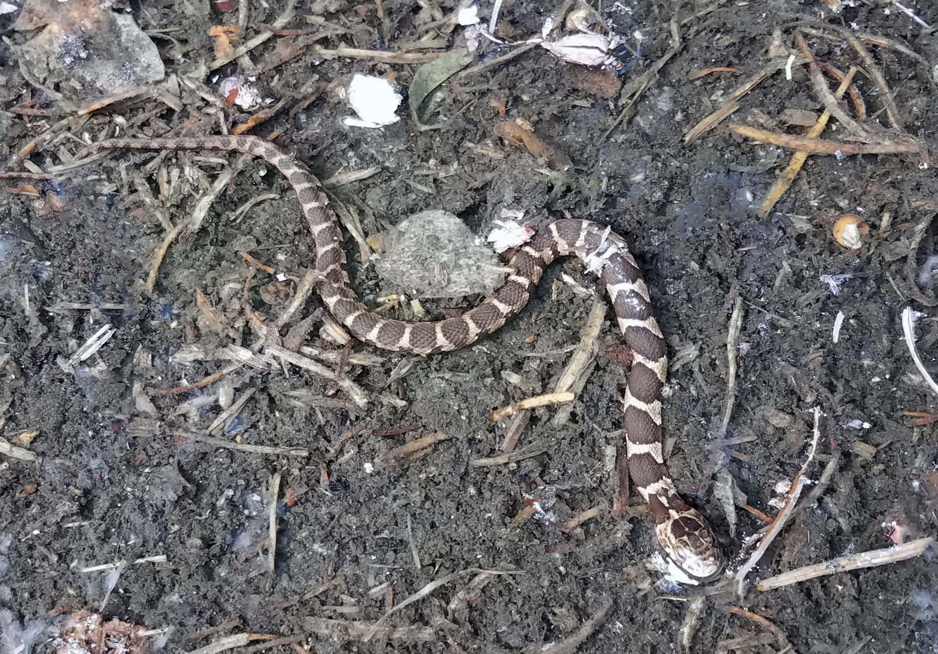 Copperhead snake in a defensive stance