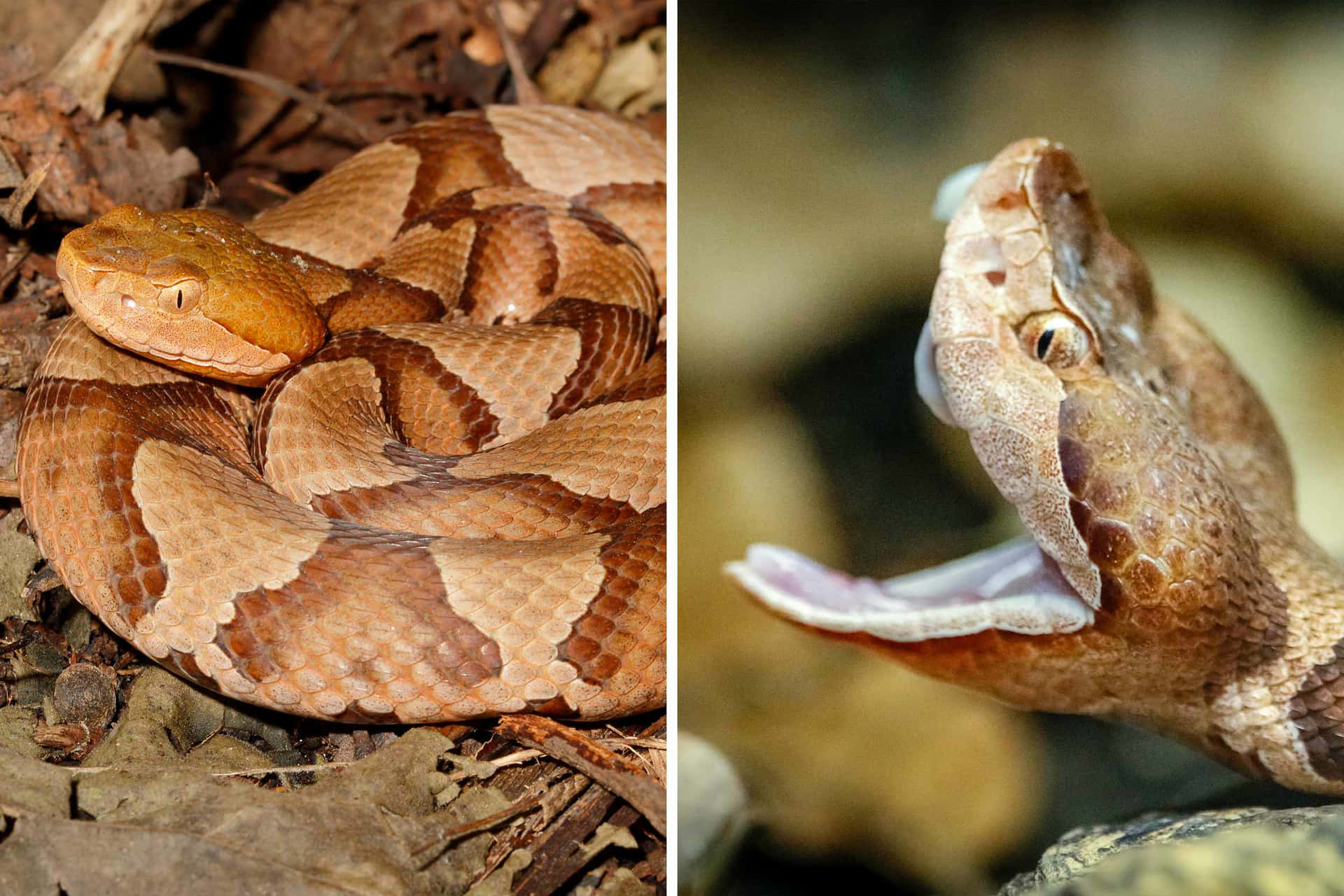 Image  Copperhead Snake