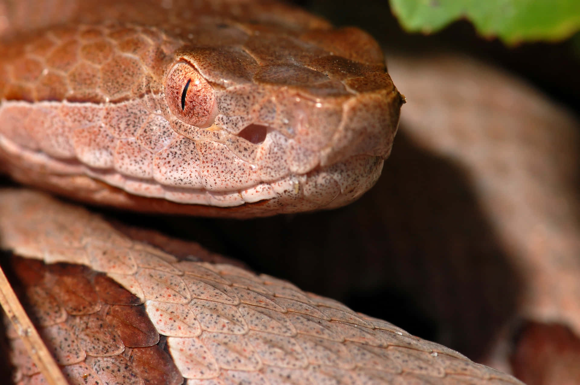 "Copperhead Snake Crawling on a Rocky Surface"