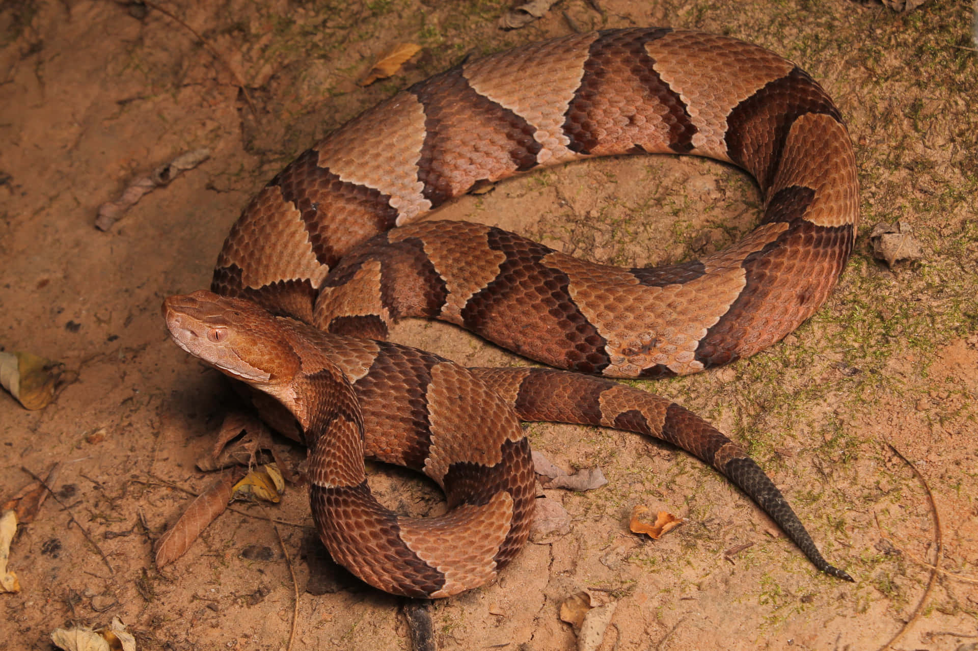 Copperhead Snake Lurks in Leaves