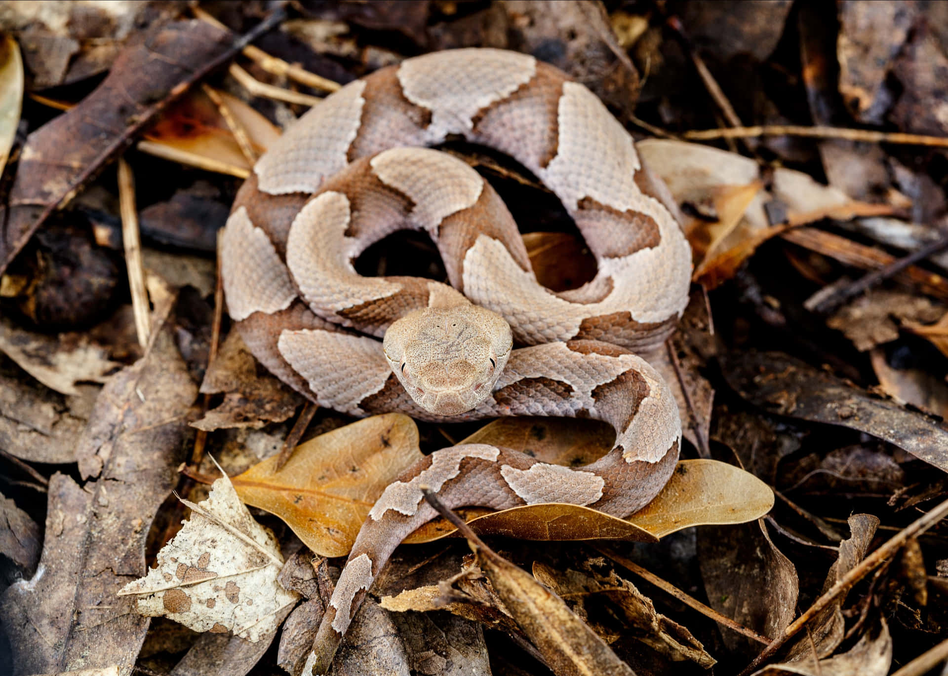 A Copperhead Snake slithers across a rocky pathway