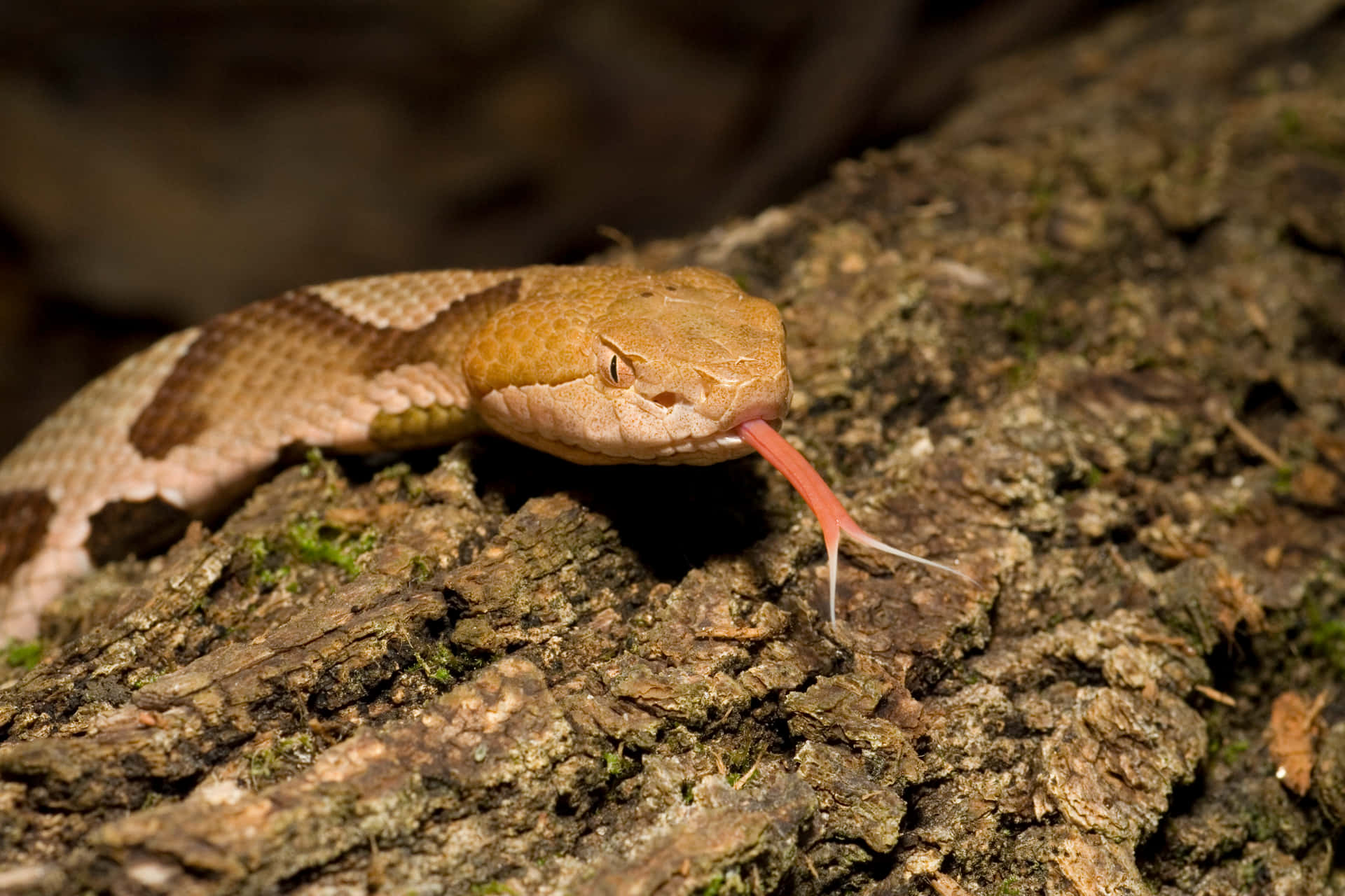 A Copperhead Snake Lurks in the Woodlands