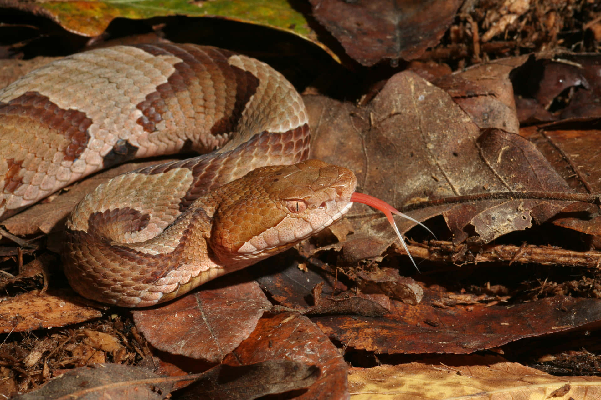 This Copperhead Snake is ready to strike