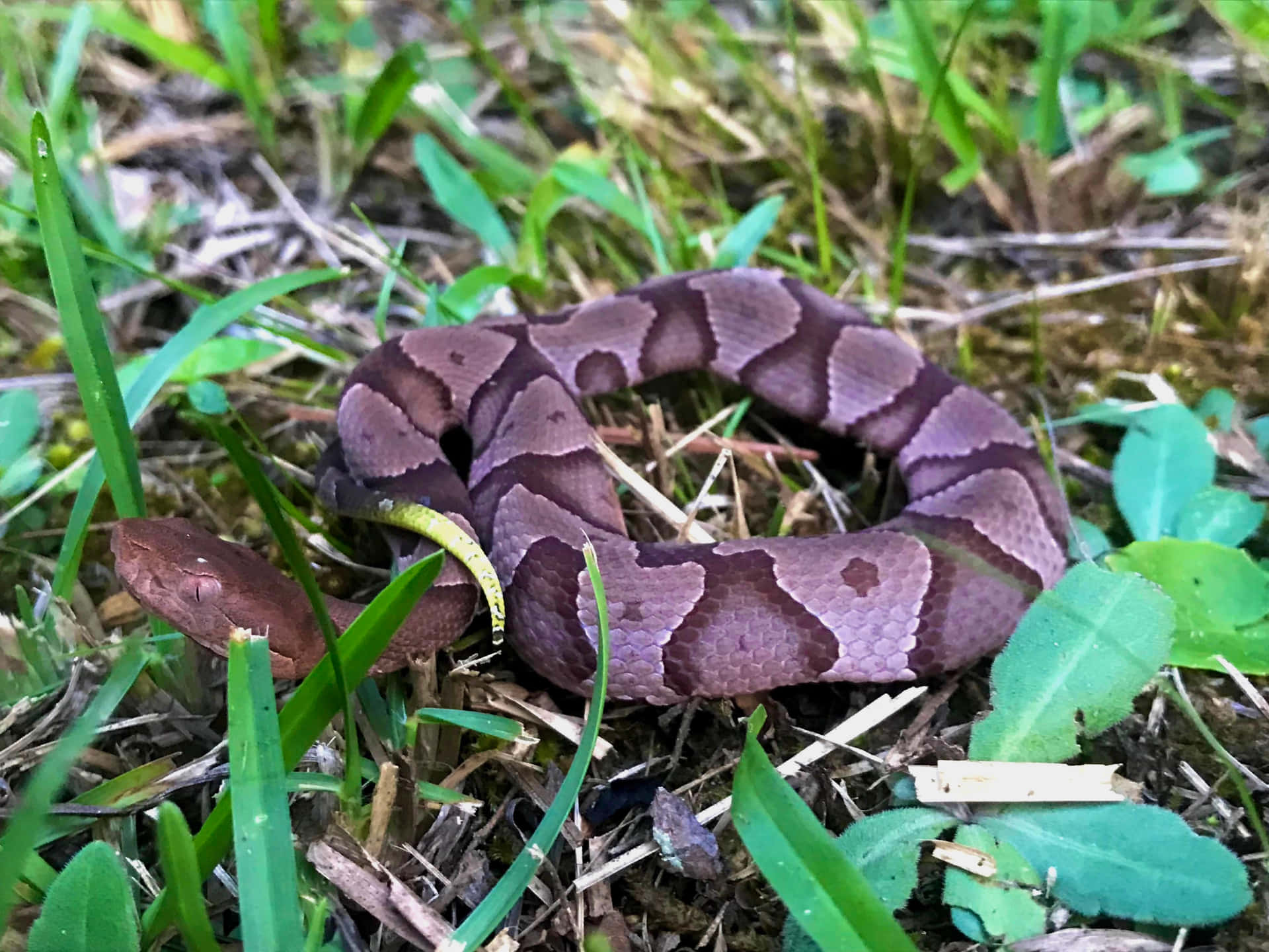 Copperhead Snake waiting quietly in the grass