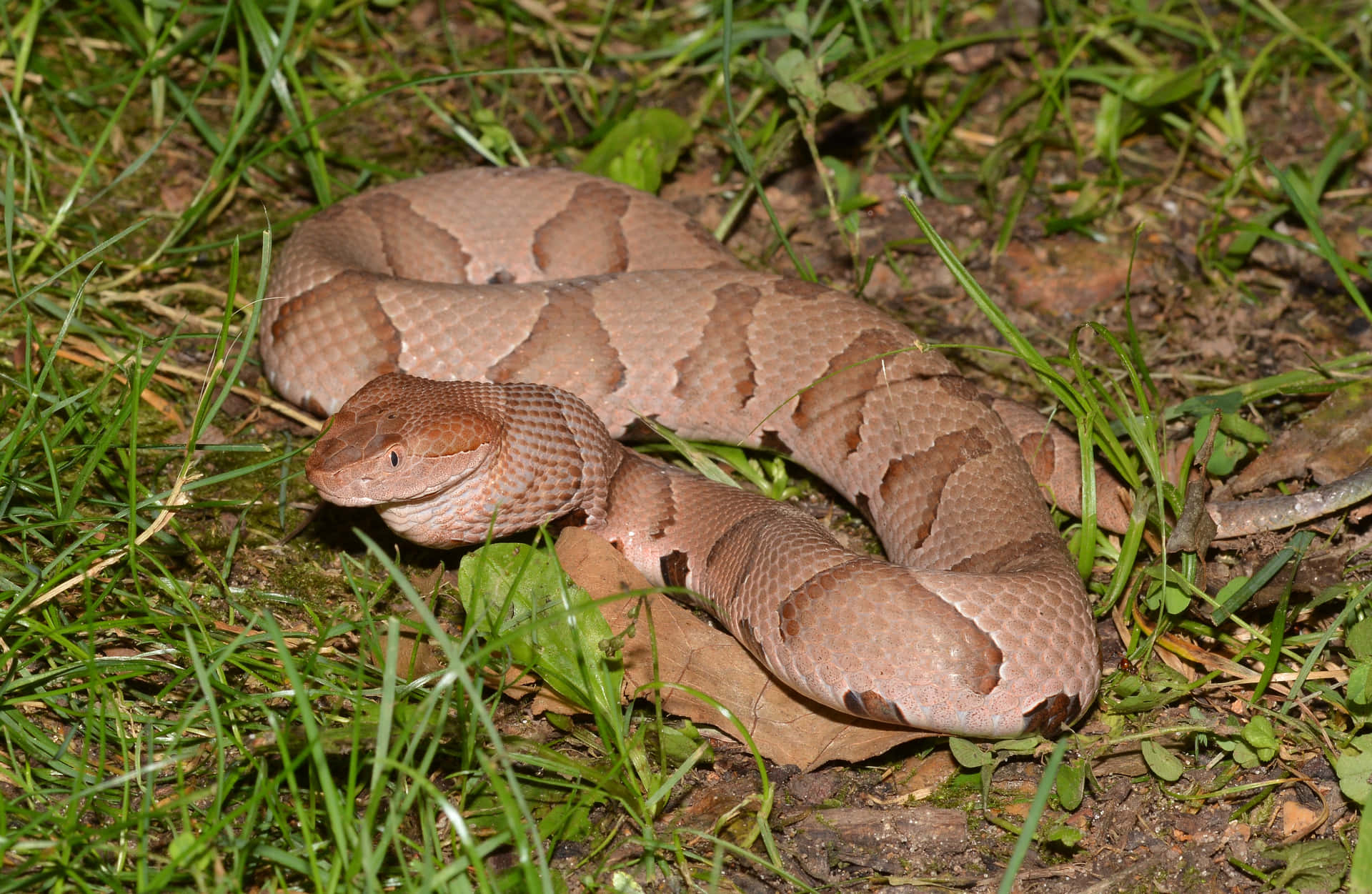 A Copperhead Snake Slithering Along the Ground