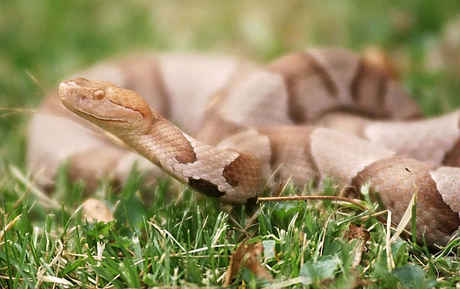 Close up of a Copperhead Snake