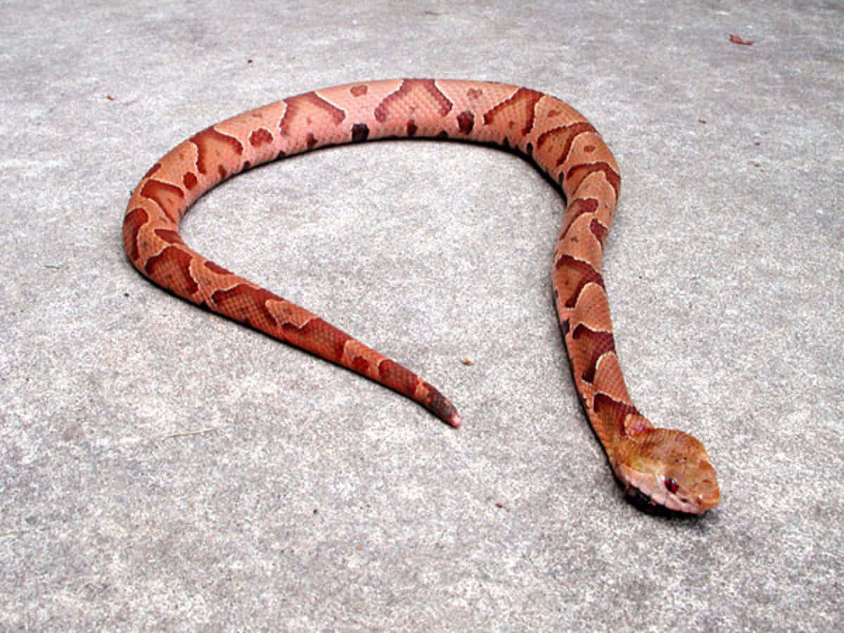 Side view of a Copperhead Snake