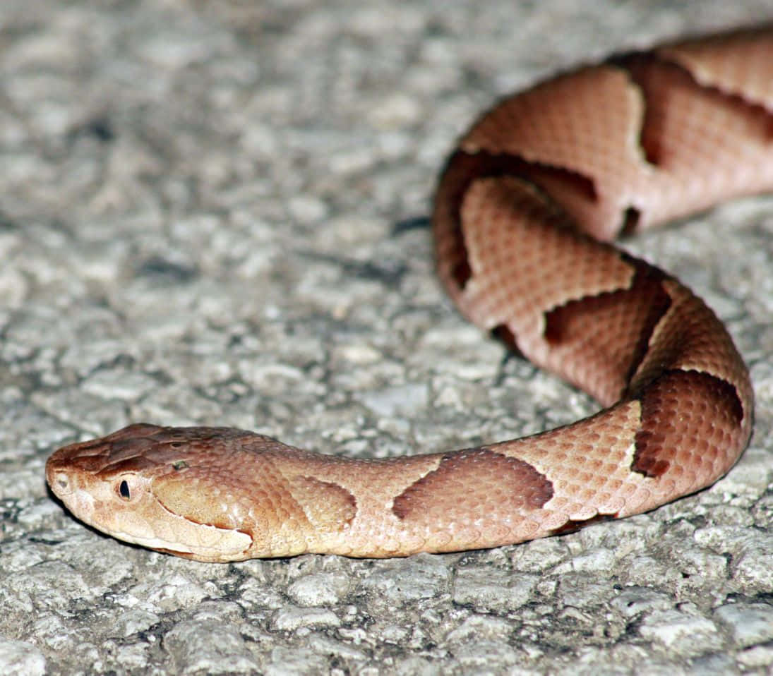 Copperhead Snake in Grass