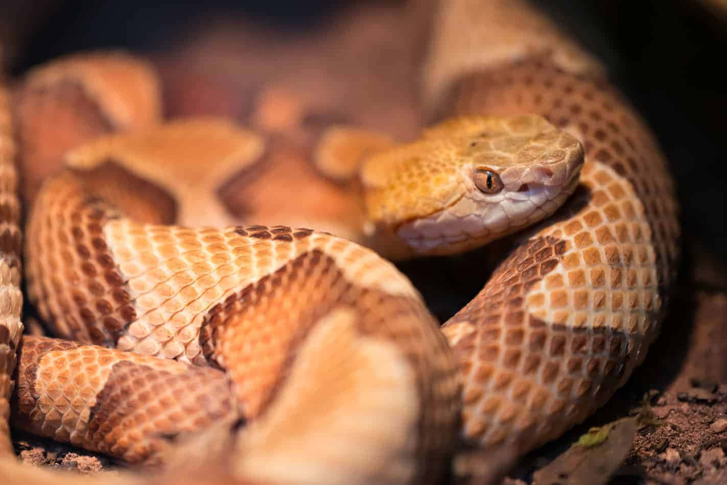 Copperhead Snake in Nature