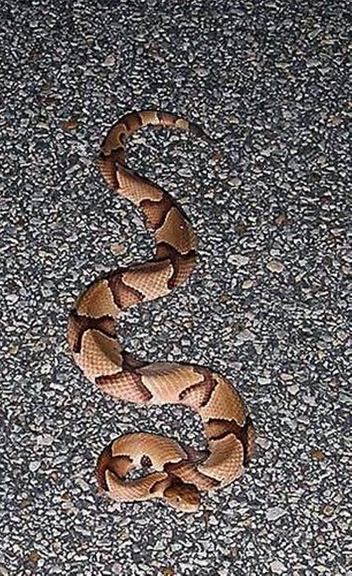 Copperhead Snake Slithering On Gravel Wallpaper