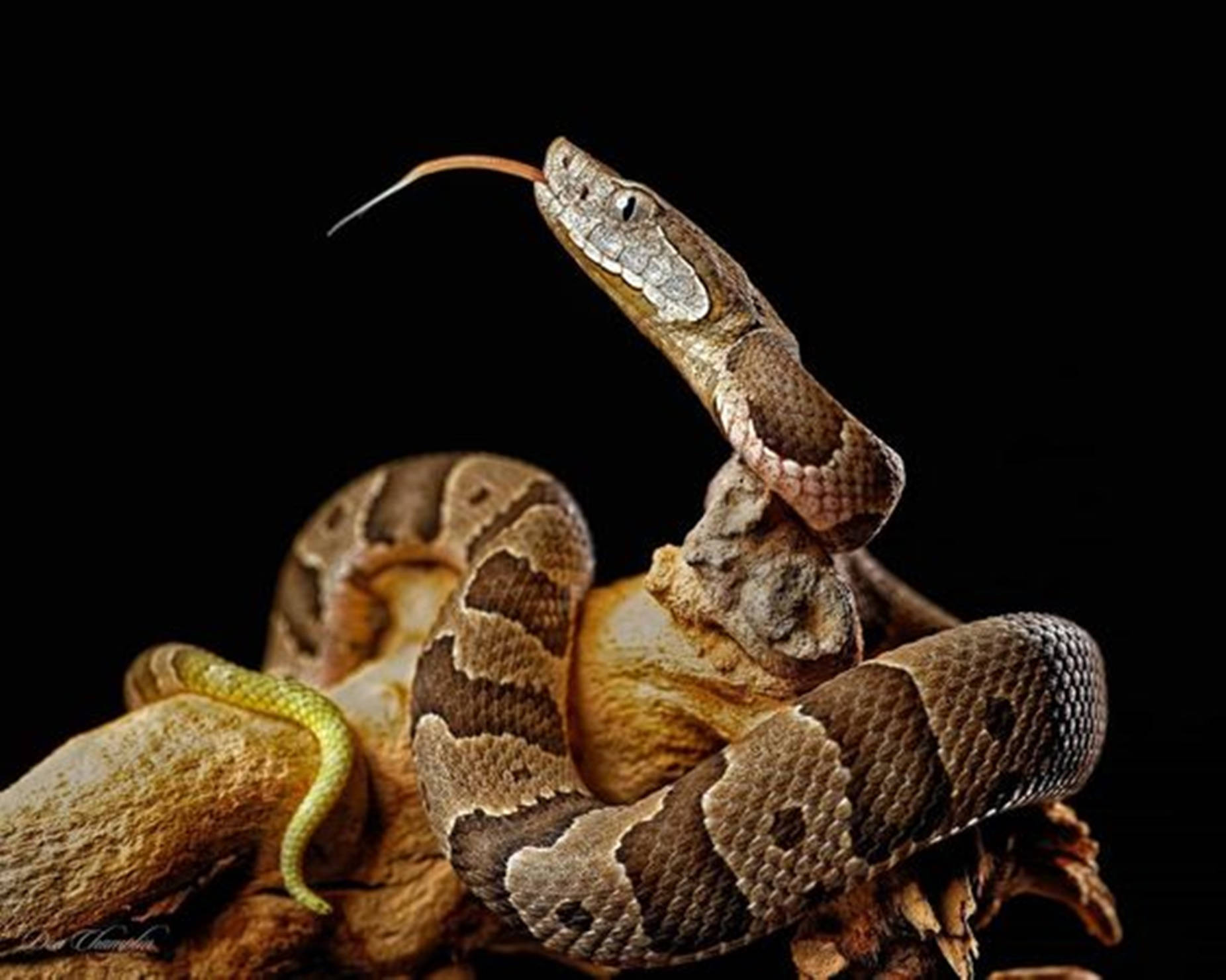 Copperhead Snake With A Flicking Tongue Wallpaper