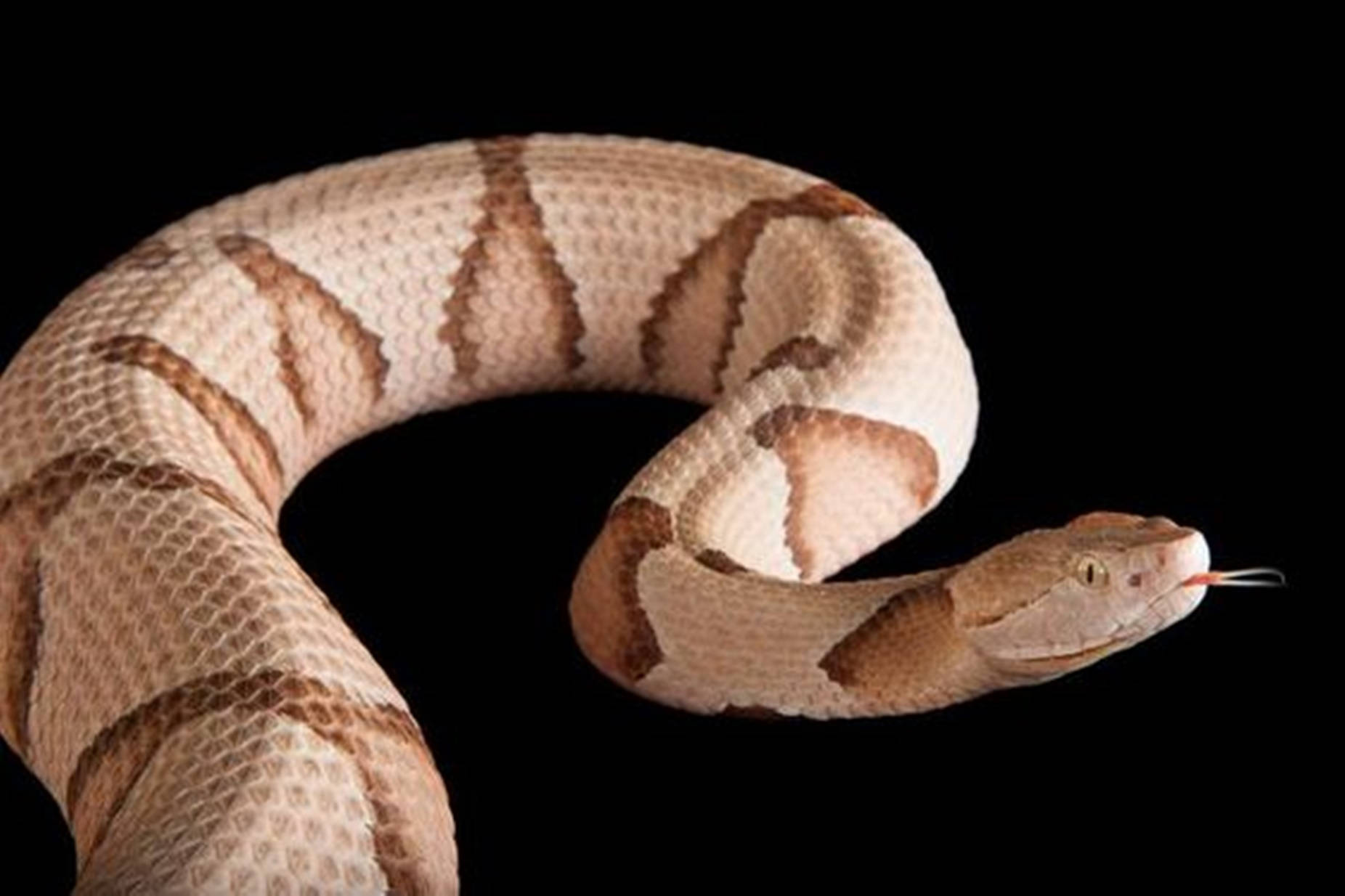 Copperhead Snake With Beige-colored Scales Wallpaper