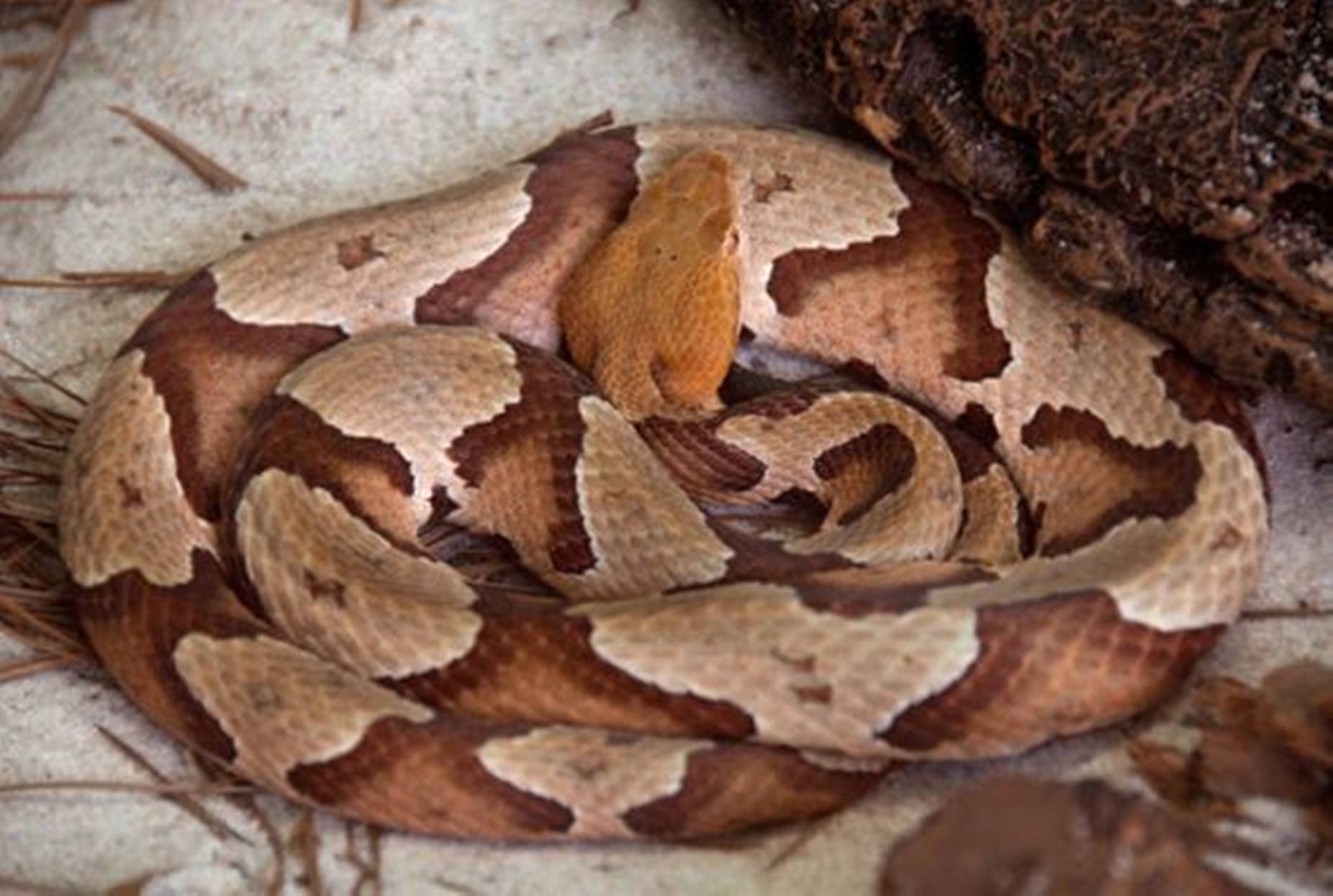 Copperhead Snake With Coiled Brown Body Wallpaper