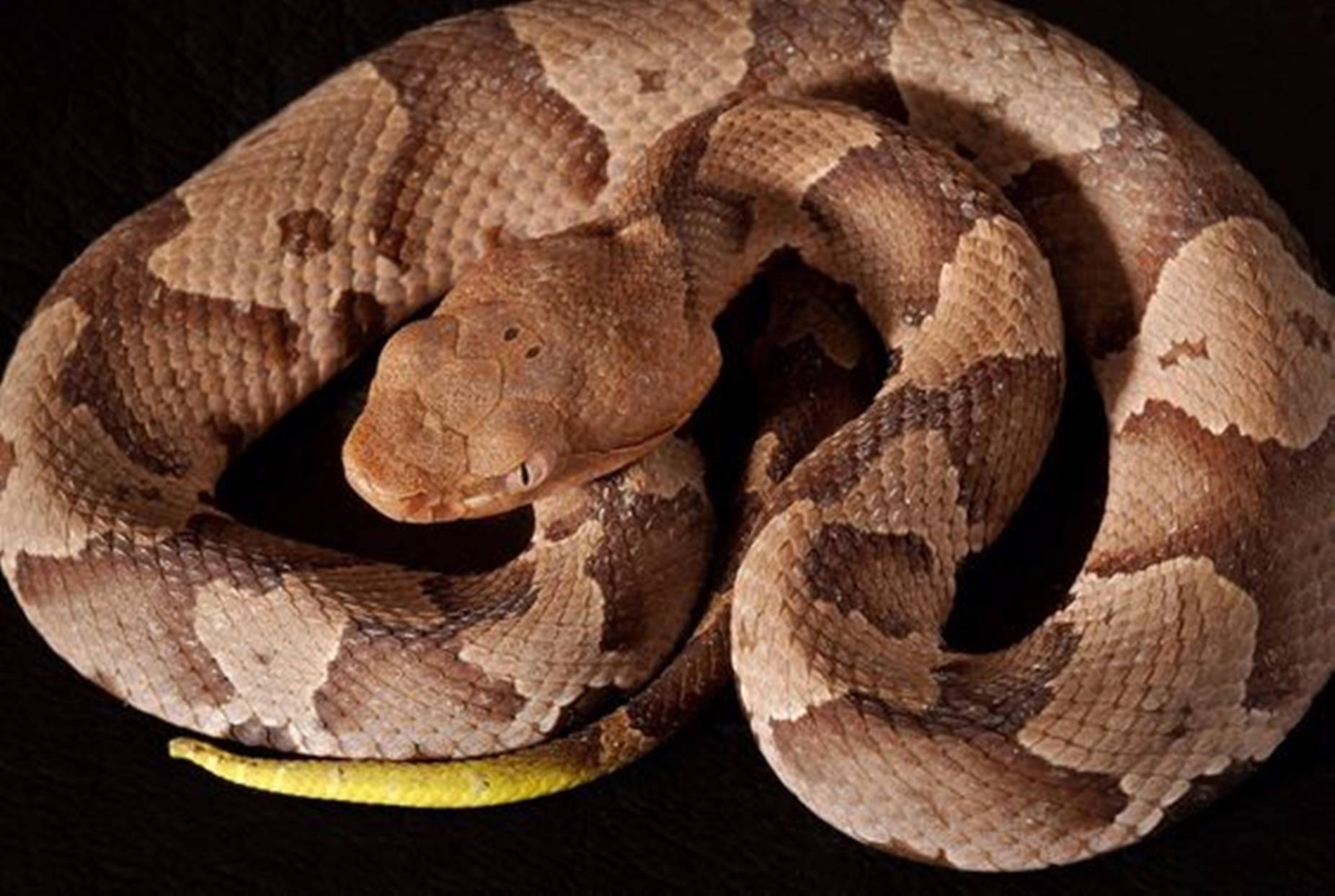 Majestic Copperhead Snake in Natural Habitat Wallpaper