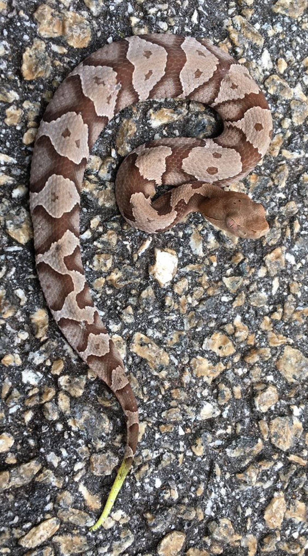 Copperhead Snake With Light Green Tail Background