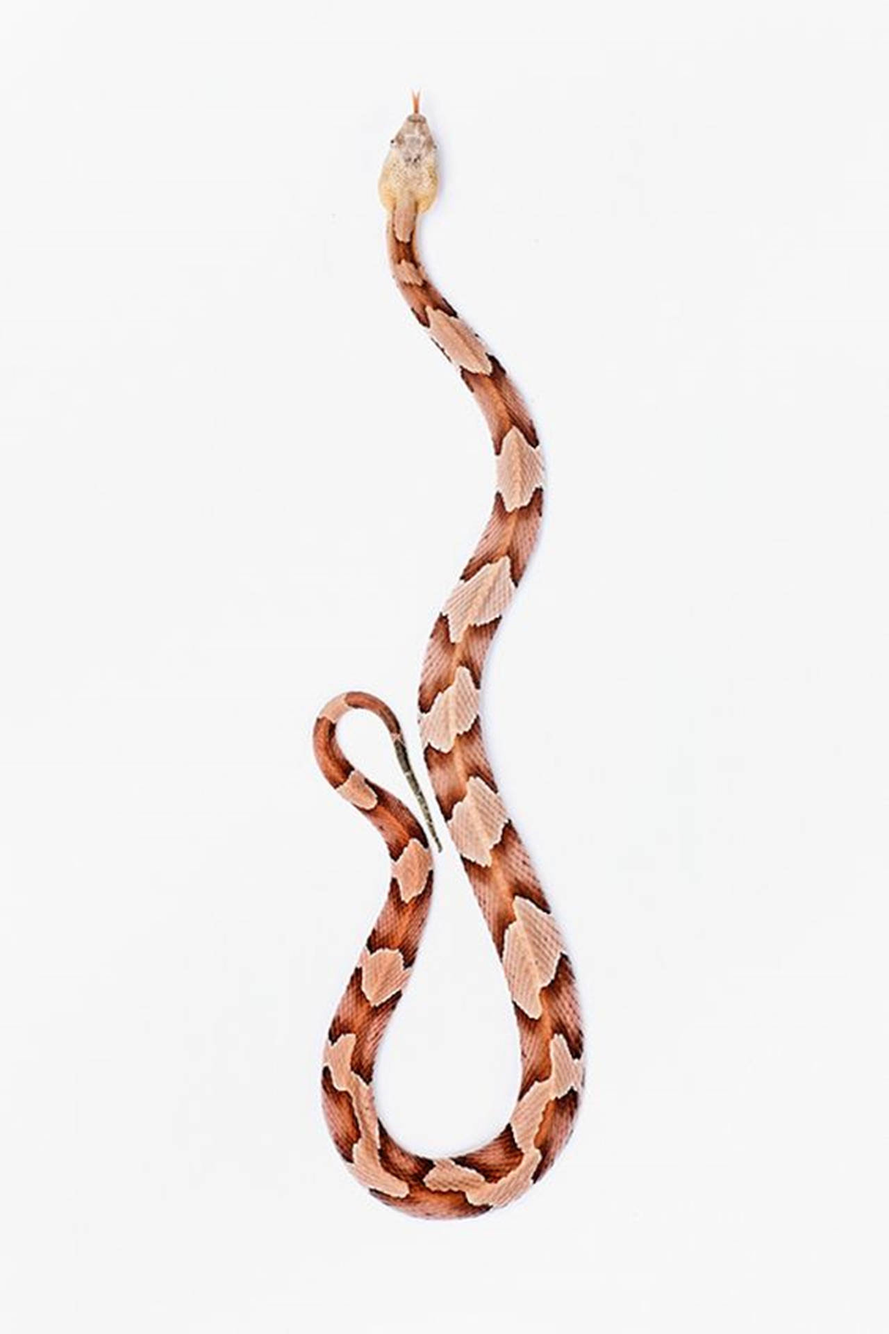 Copperhead Snake With Long Slender Body Wallpaper
