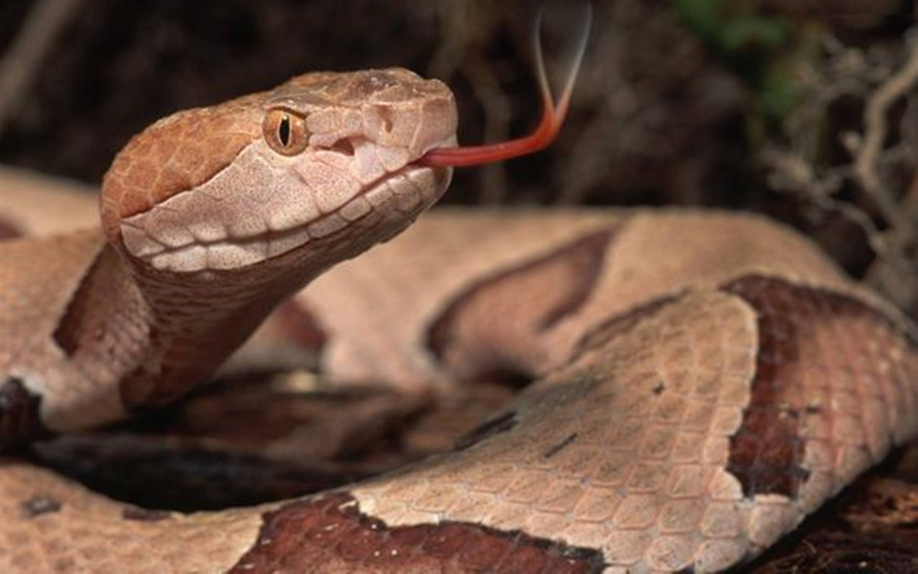 Copperhead Snake With Red Tongue Background
